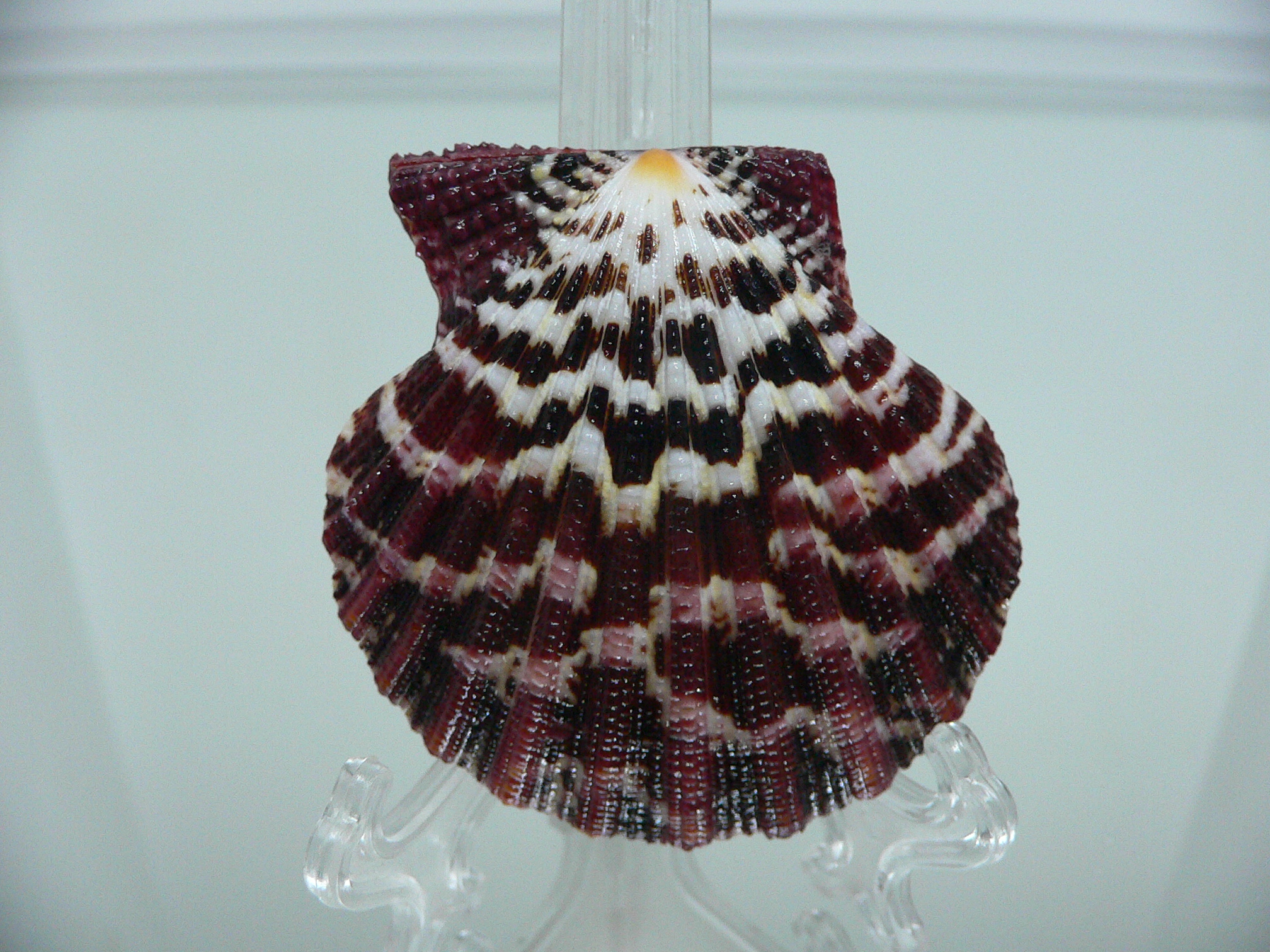 Gloripallium pallium WIDE & MOTLEY