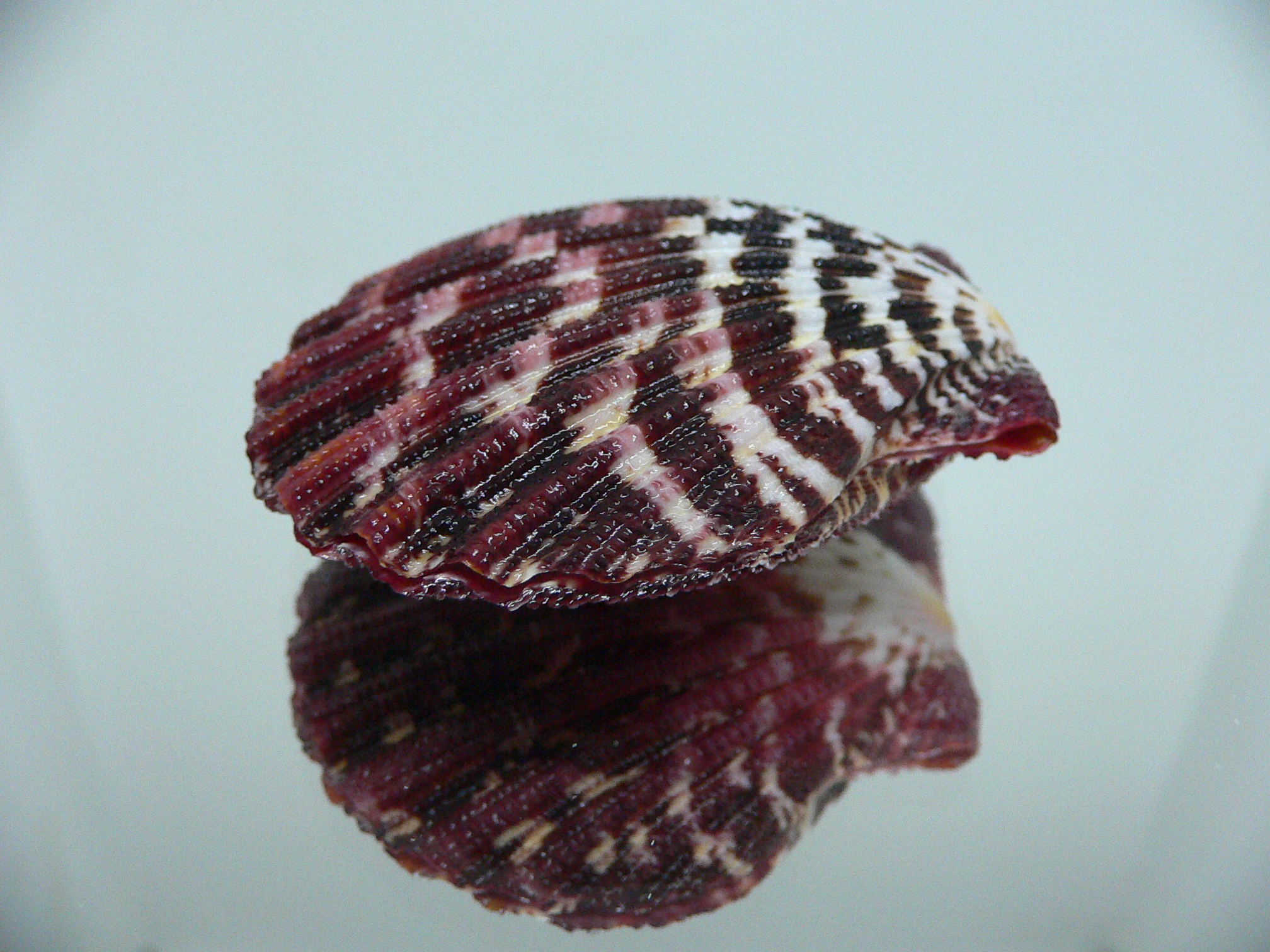 Gloripallium pallium WIDE & MOTLEY