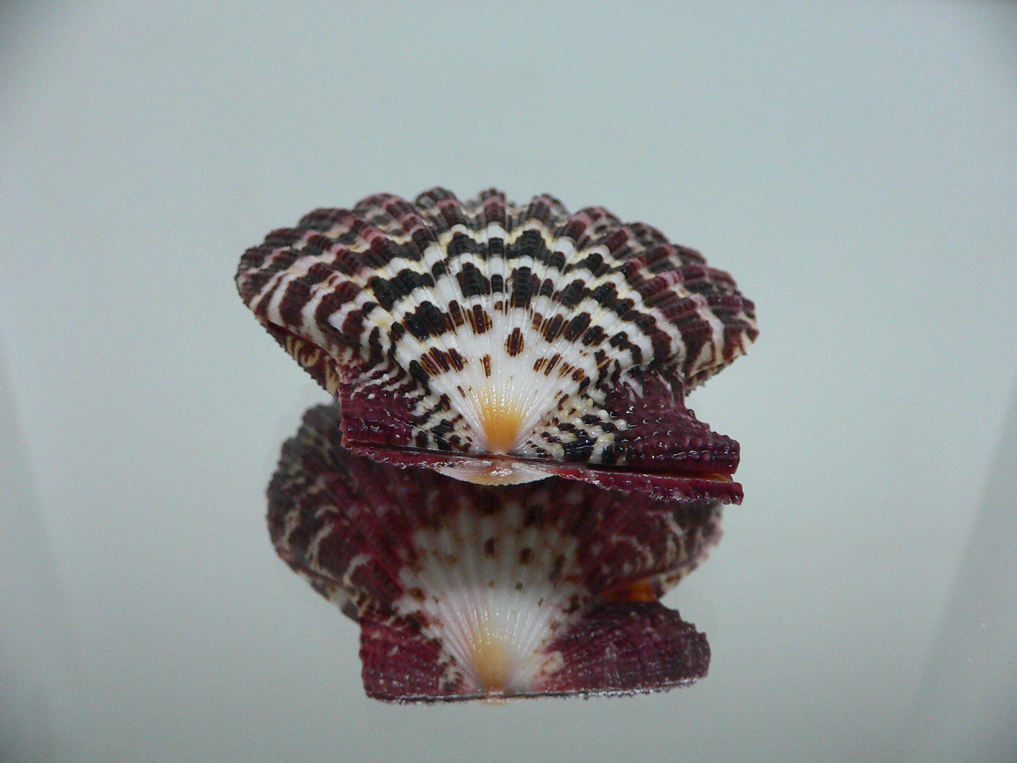 Gloripallium pallium WIDE & MOTLEY