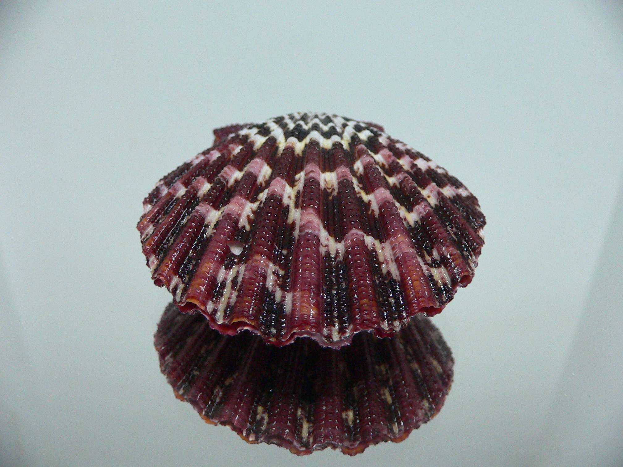 Gloripallium pallium WIDE & MOTLEY