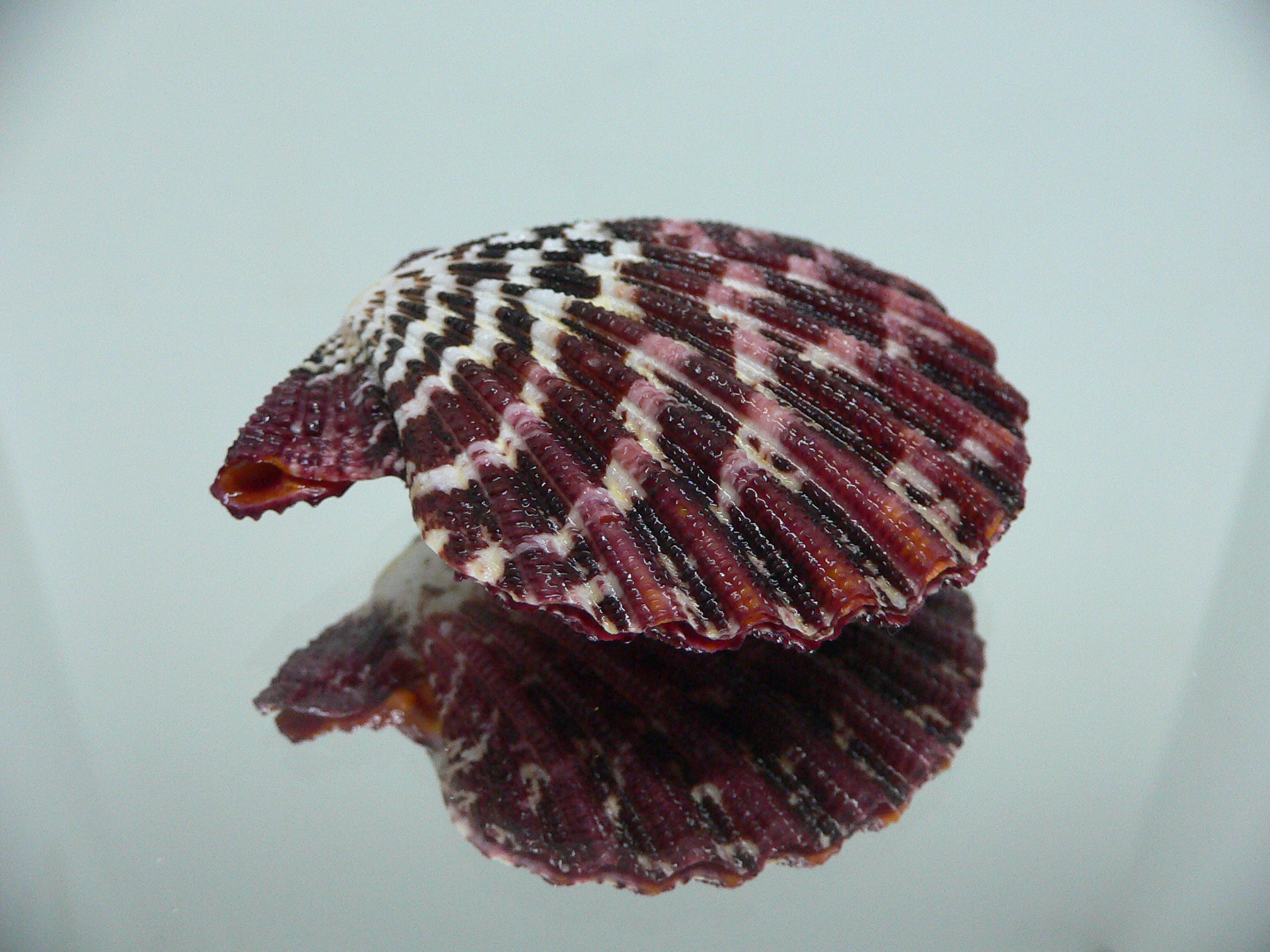 Gloripallium pallium WIDE & MOTLEY