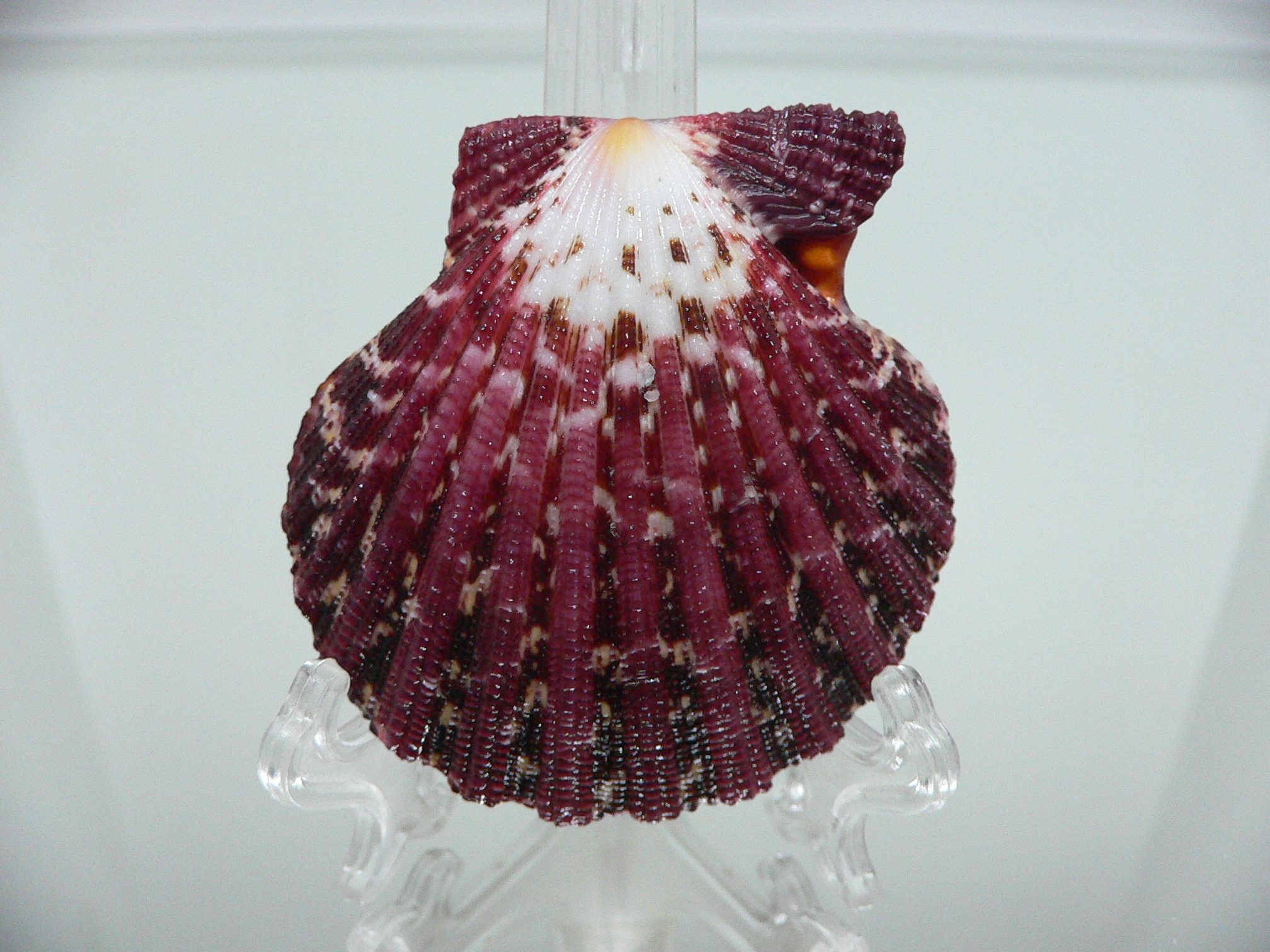 Gloripallium pallium WIDE & MOTLEY