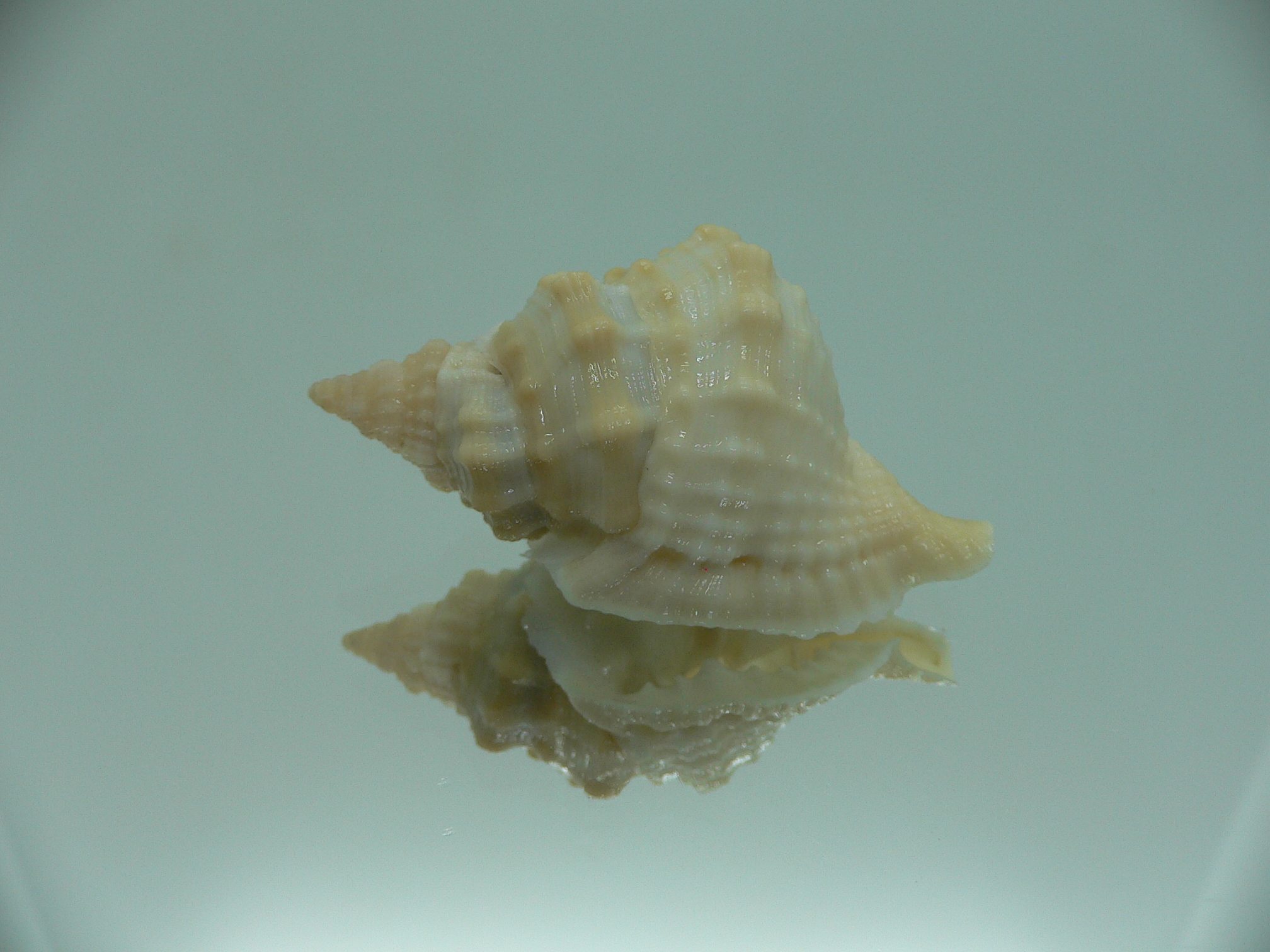 Distorsio euconstricta RARE & VERY BIG