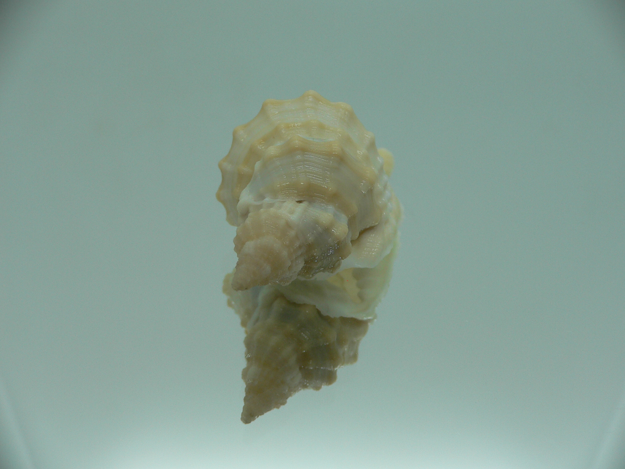 Distorsio euconstricta RARE & VERY BIG
