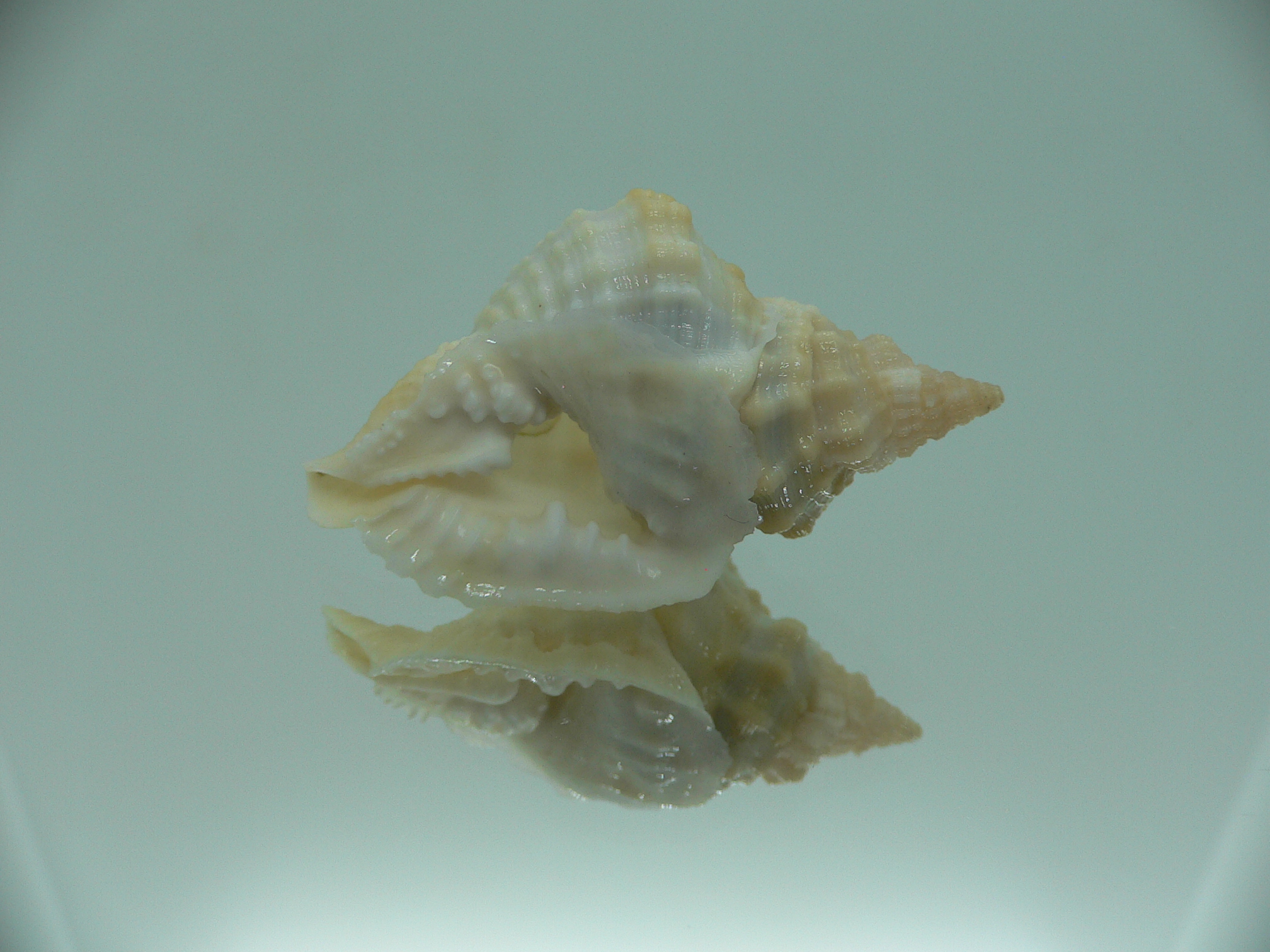 Distorsio euconstricta RARE & VERY BIG