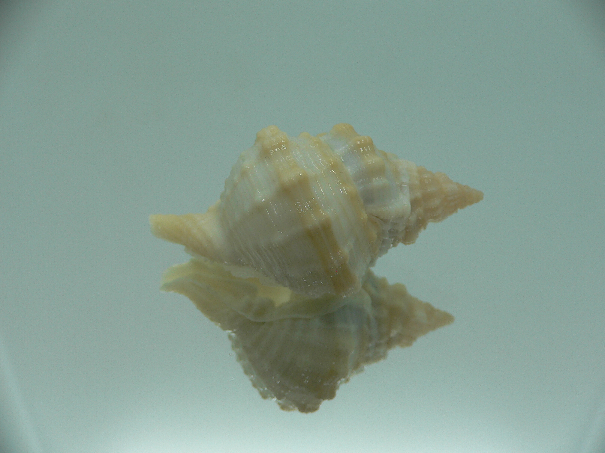 Distorsio euconstricta RARE & VERY BIG