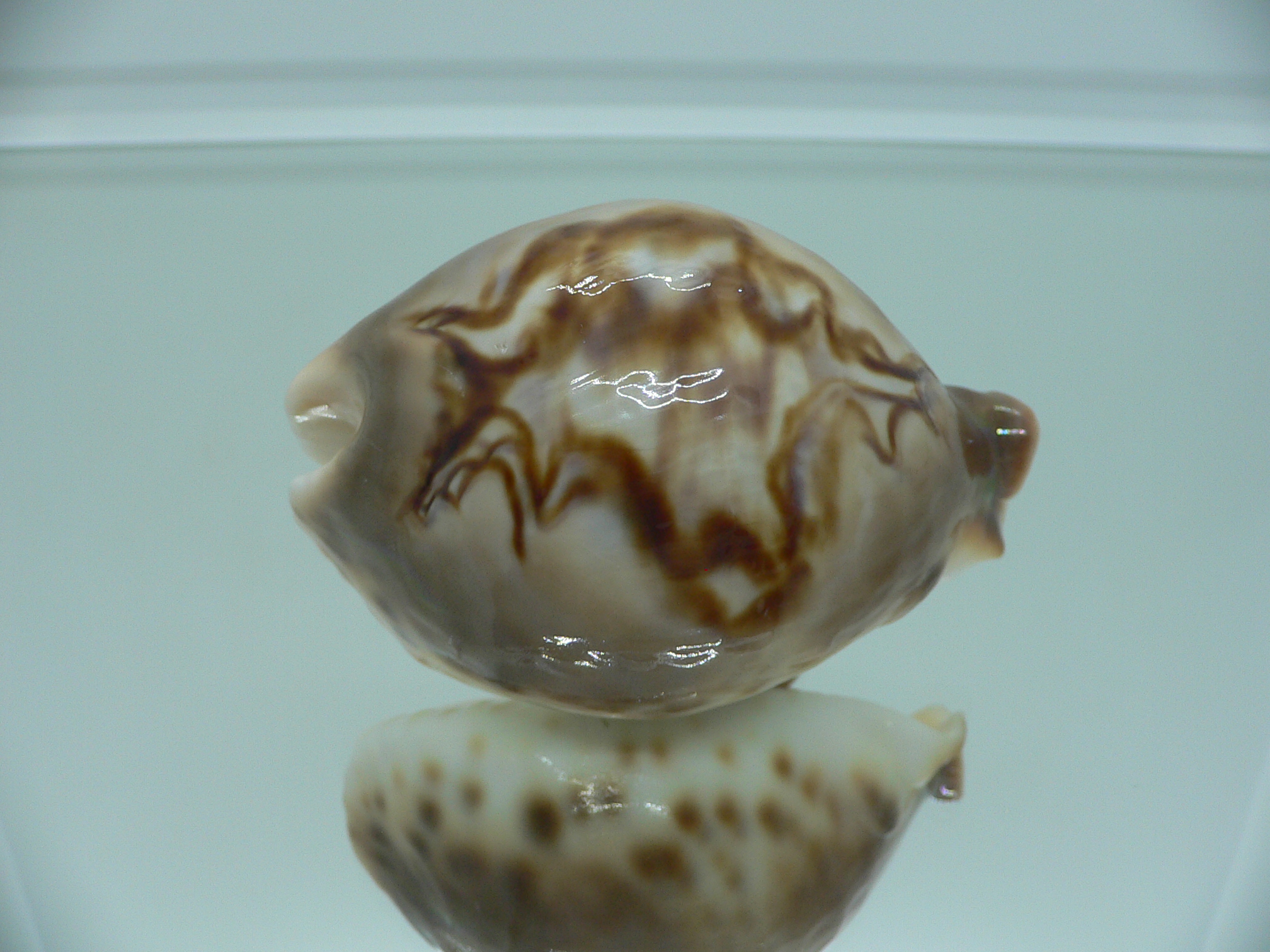 Barycypraea fultoni amorimi massieri COLORFUL
