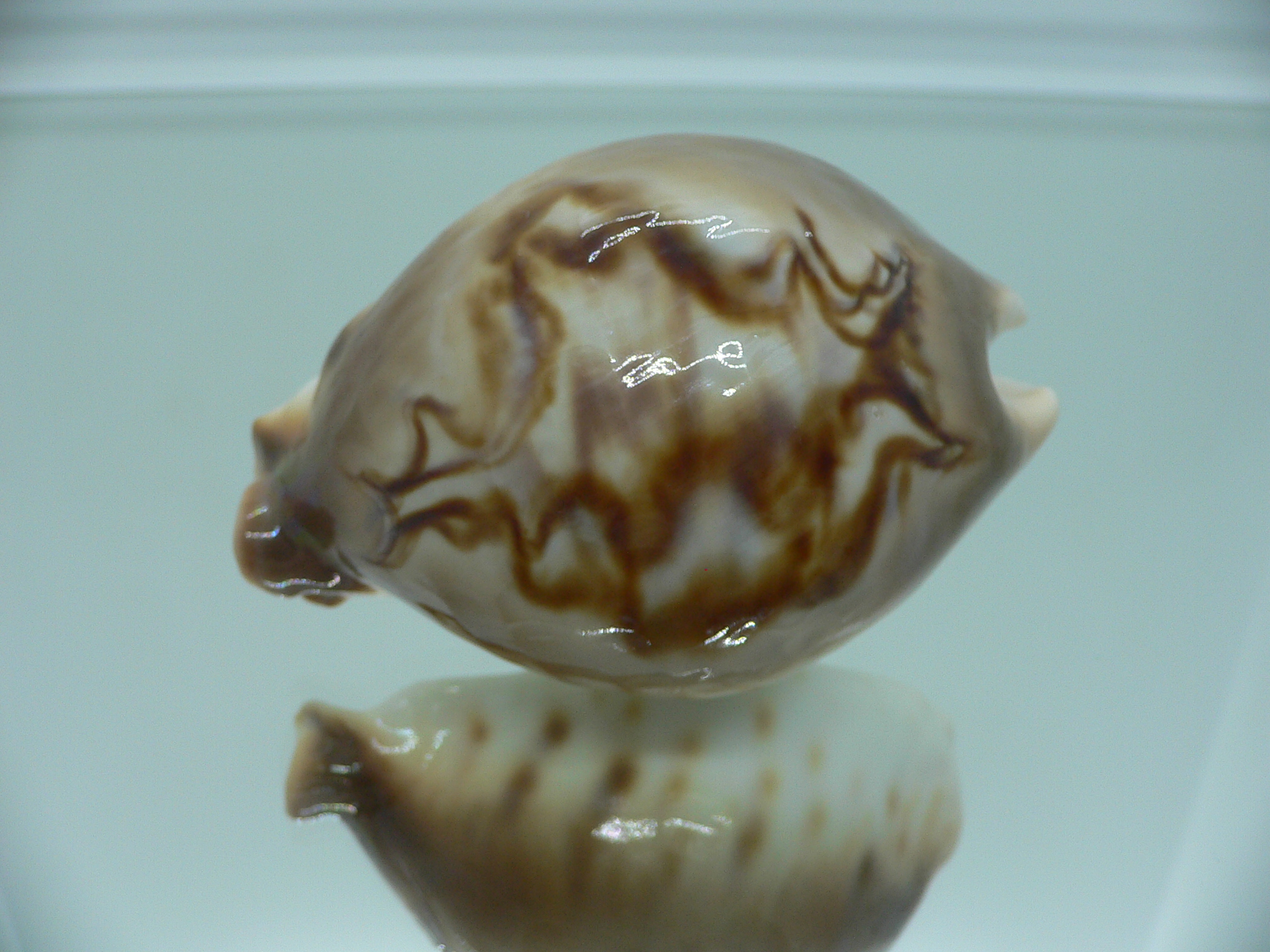 Barycypraea fultoni amorimi massieri COLORFUL