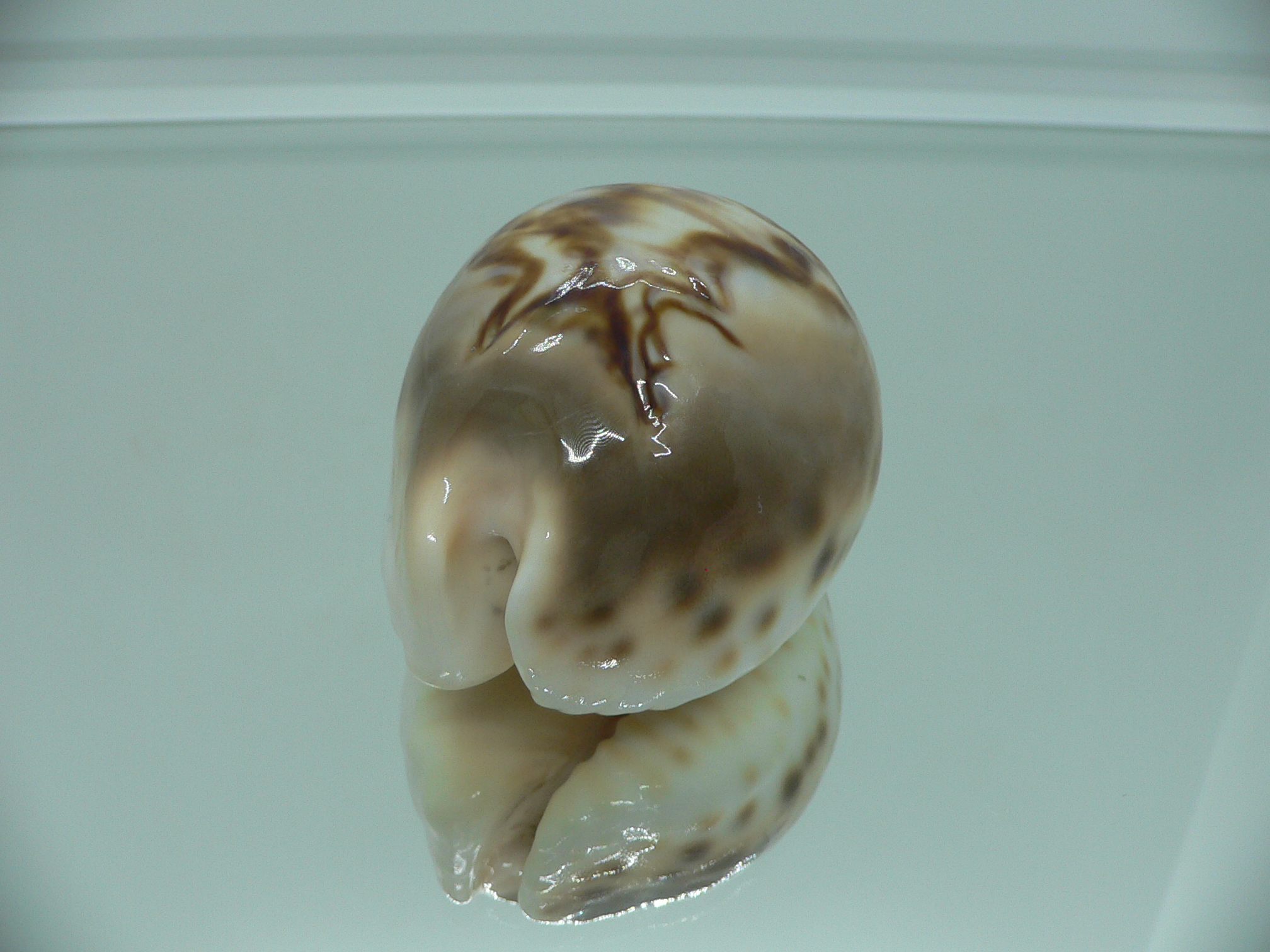 Barycypraea fultoni amorimi massieri COLORFUL