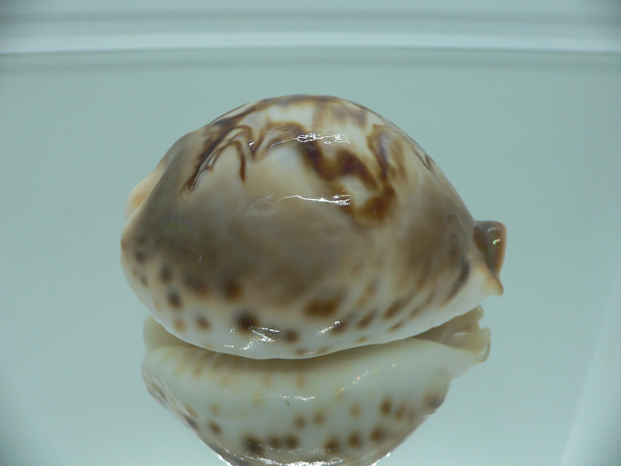 Barycypraea fultoni amorimi massieri COLORFUL