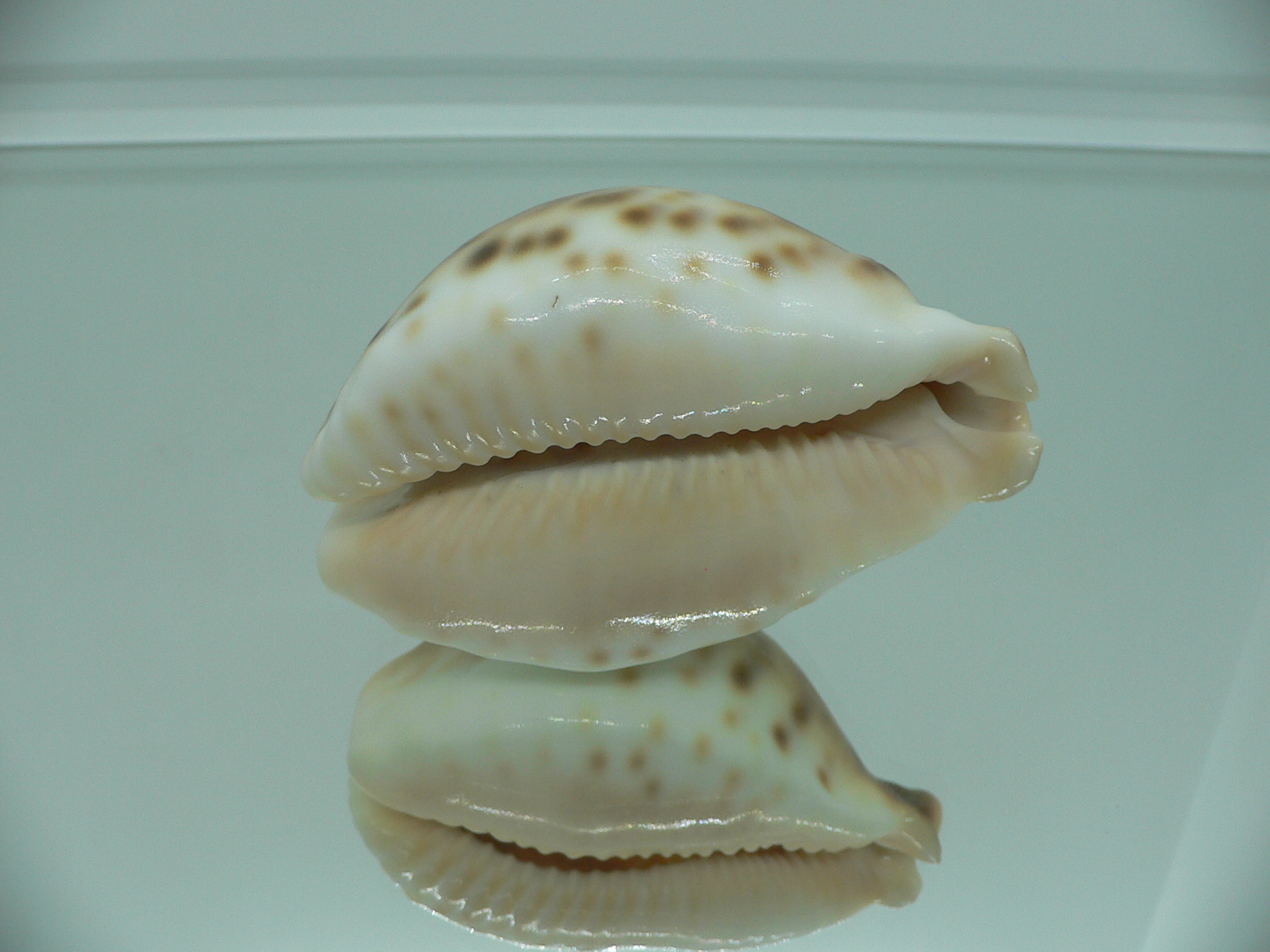 Barycypraea fultoni amorimi massieri COLORFUL