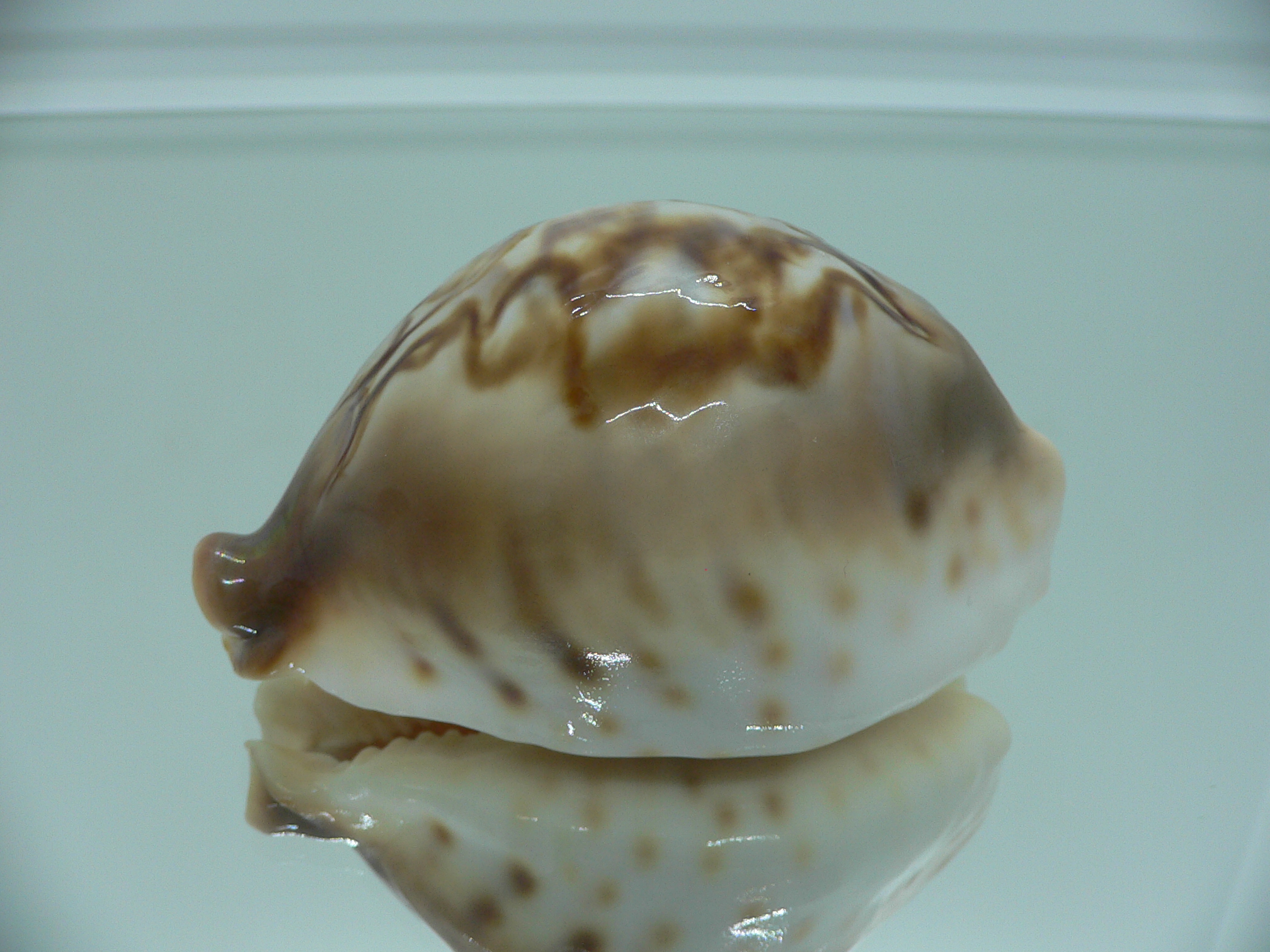 Barycypraea fultoni amorimi massieri COLORFUL
