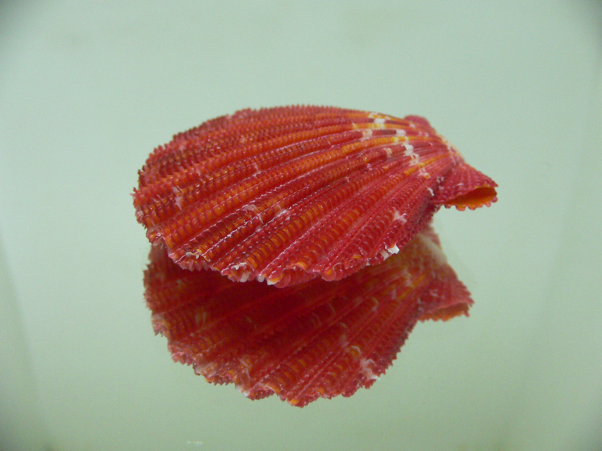 Gloripallium pallium RED