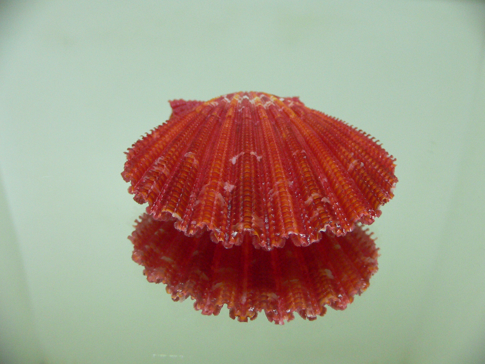 Gloripallium pallium RED