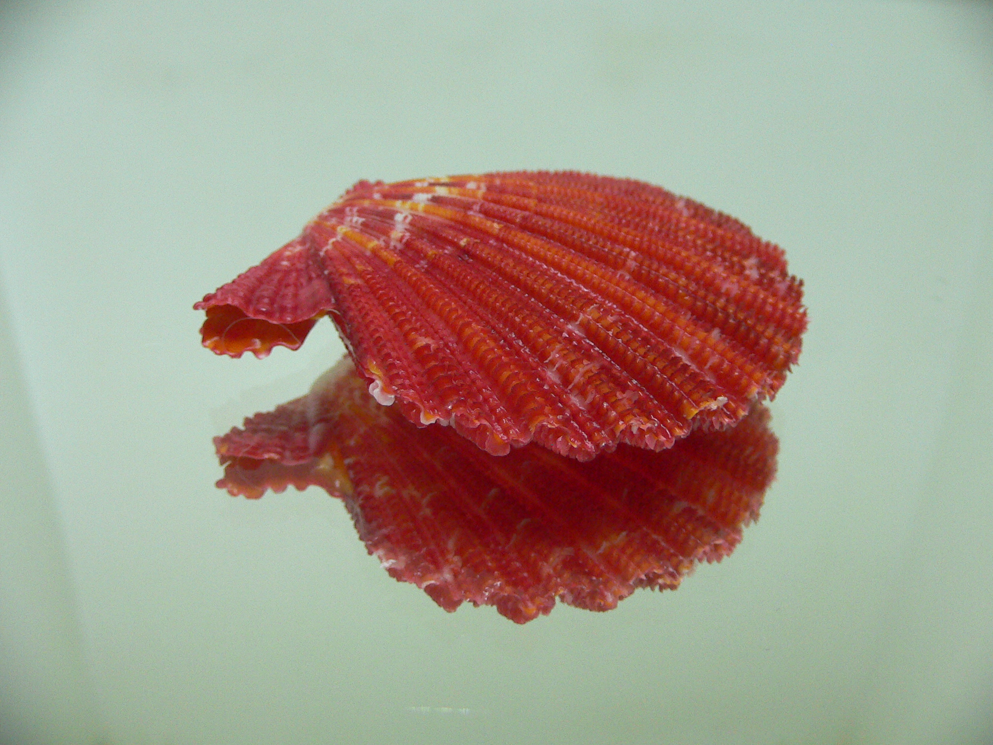 Gloripallium pallium RED