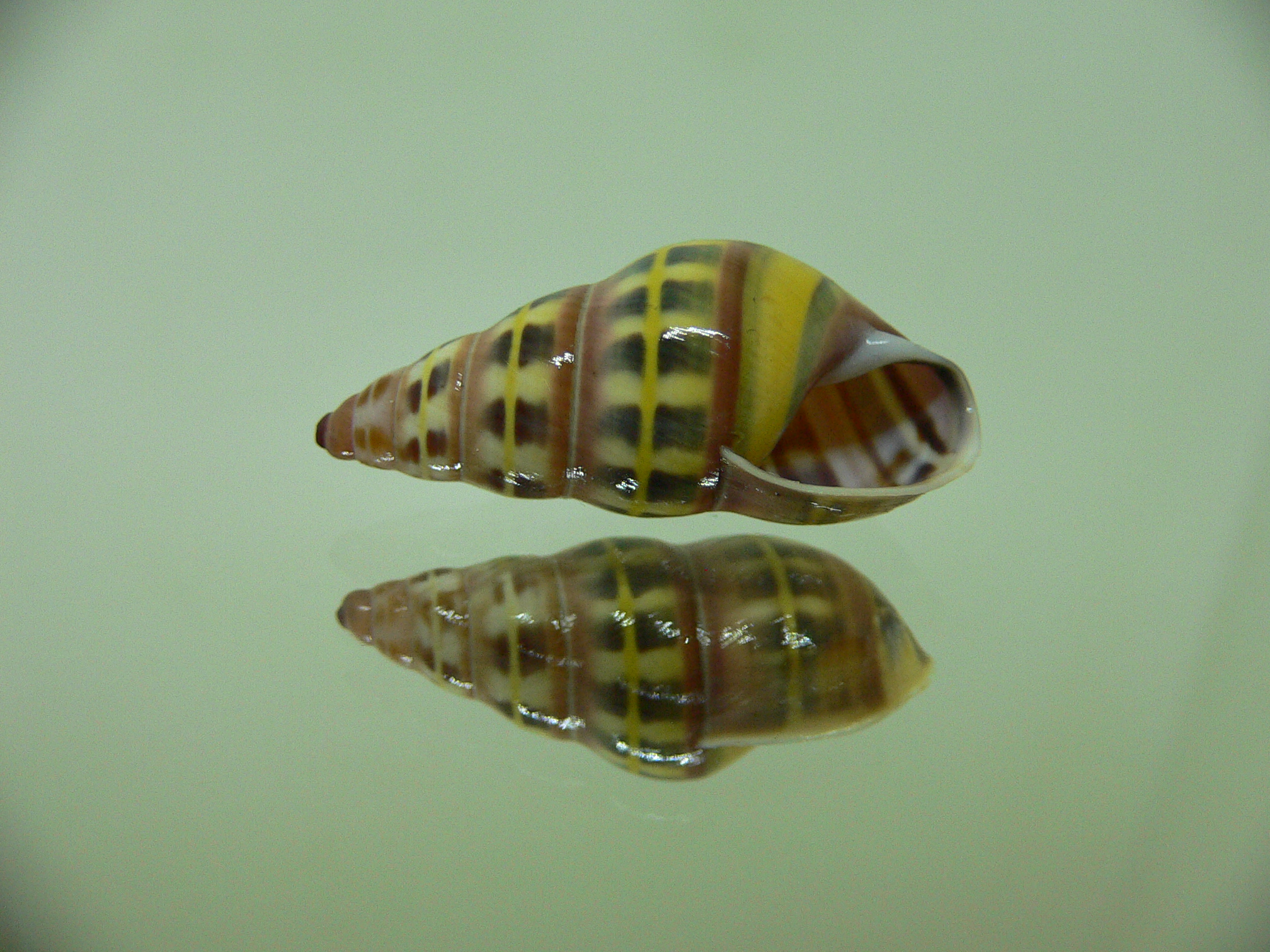 Amphidromus columellaris sierahensis SUPER COLOR