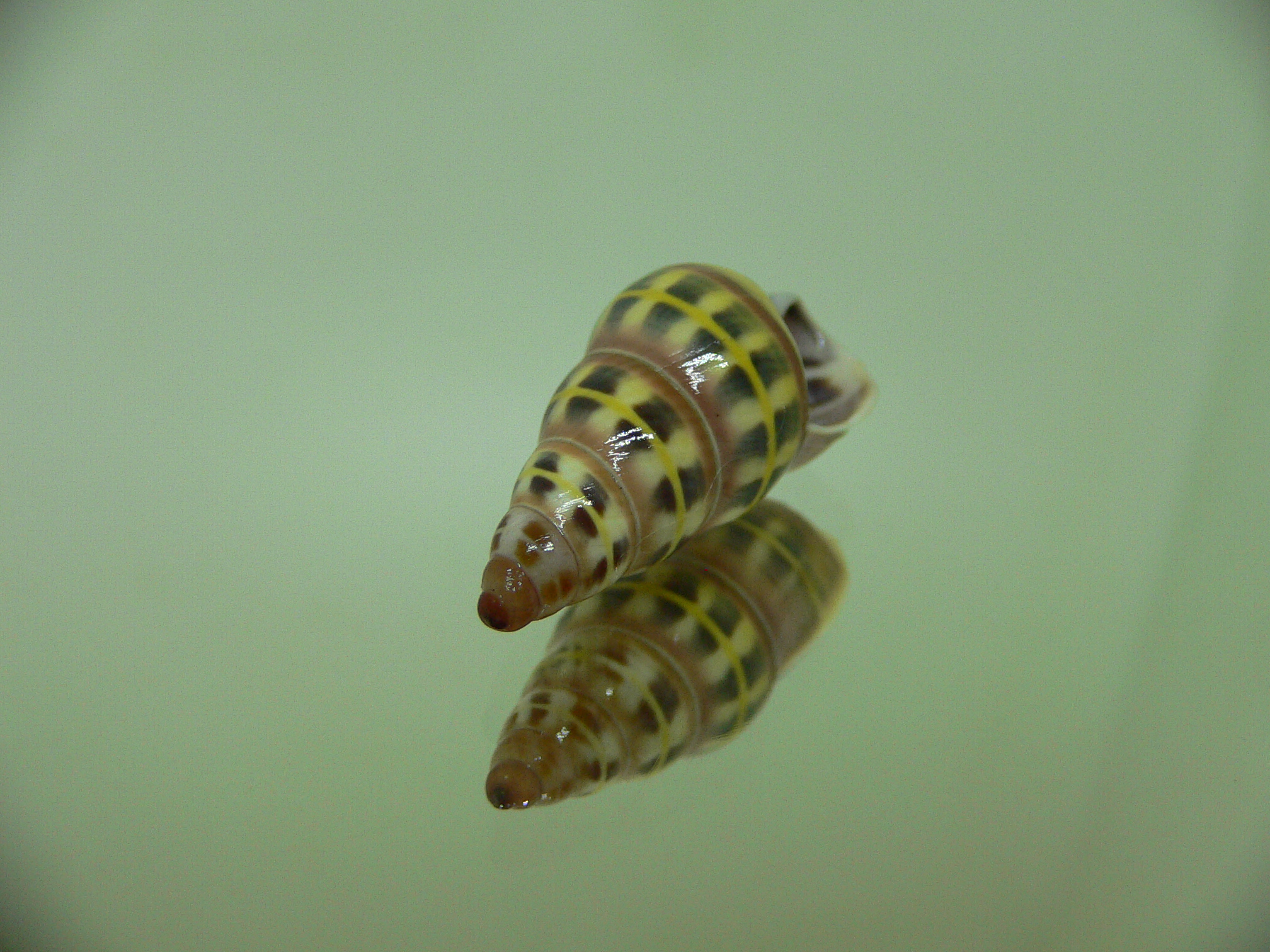 Amphidromus columellaris sierahensis SUPER COLOR