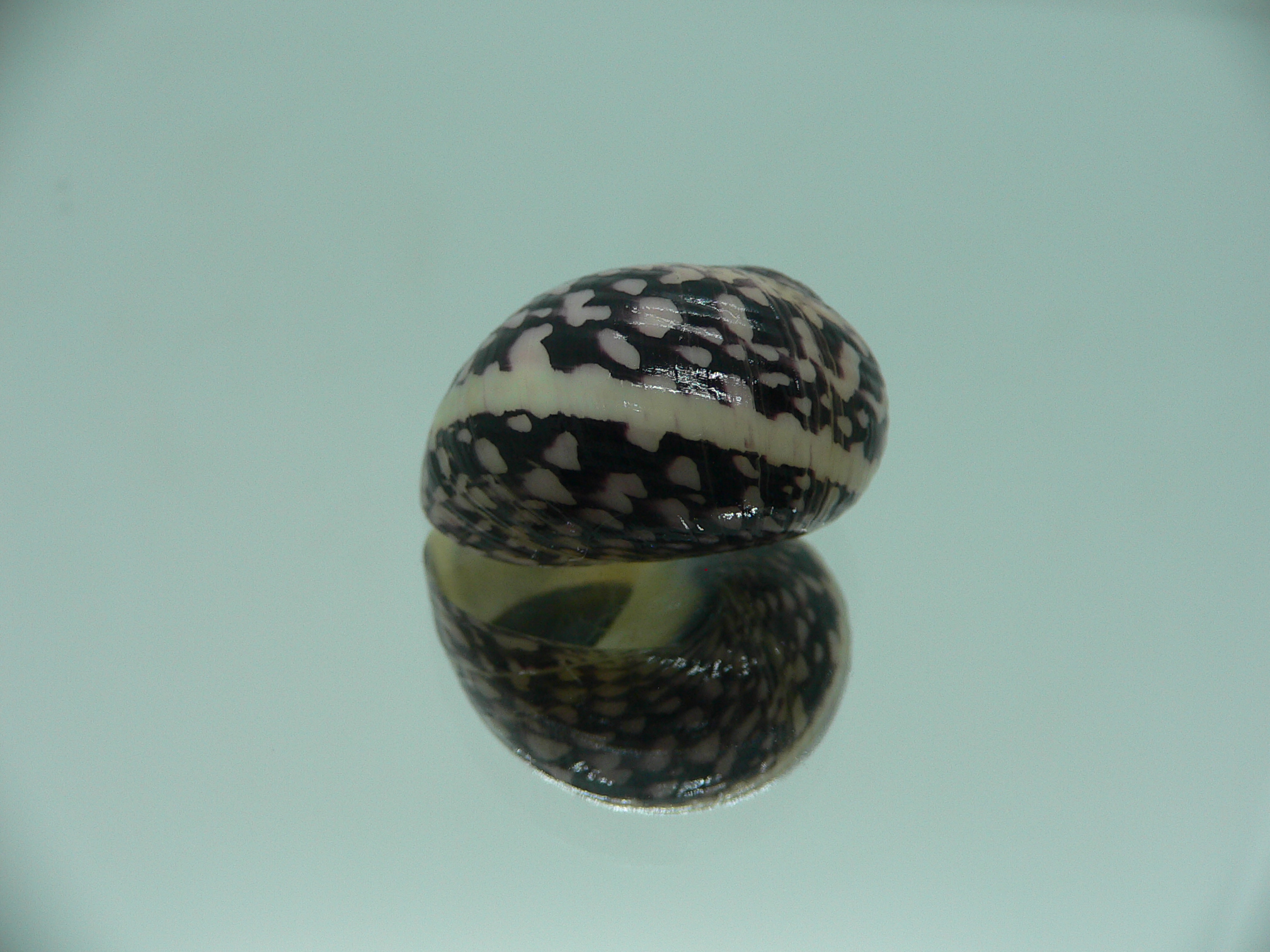 Neritodryas cornea SUPER & PHYTON COLOR