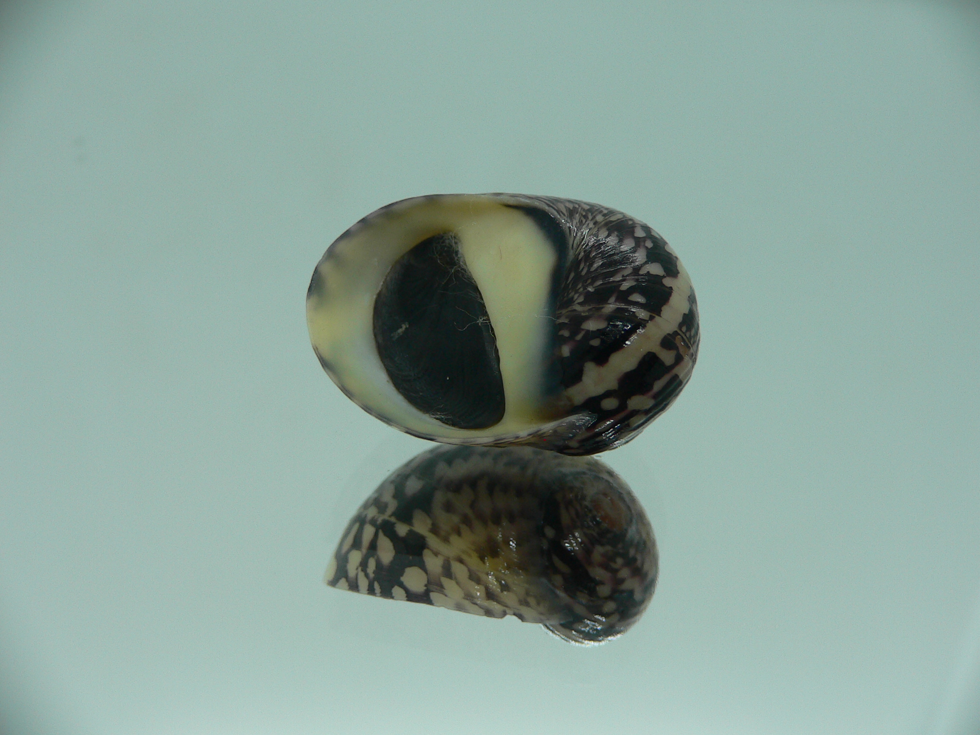 Neritodryas cornea SUPER & PHYTON COLOR