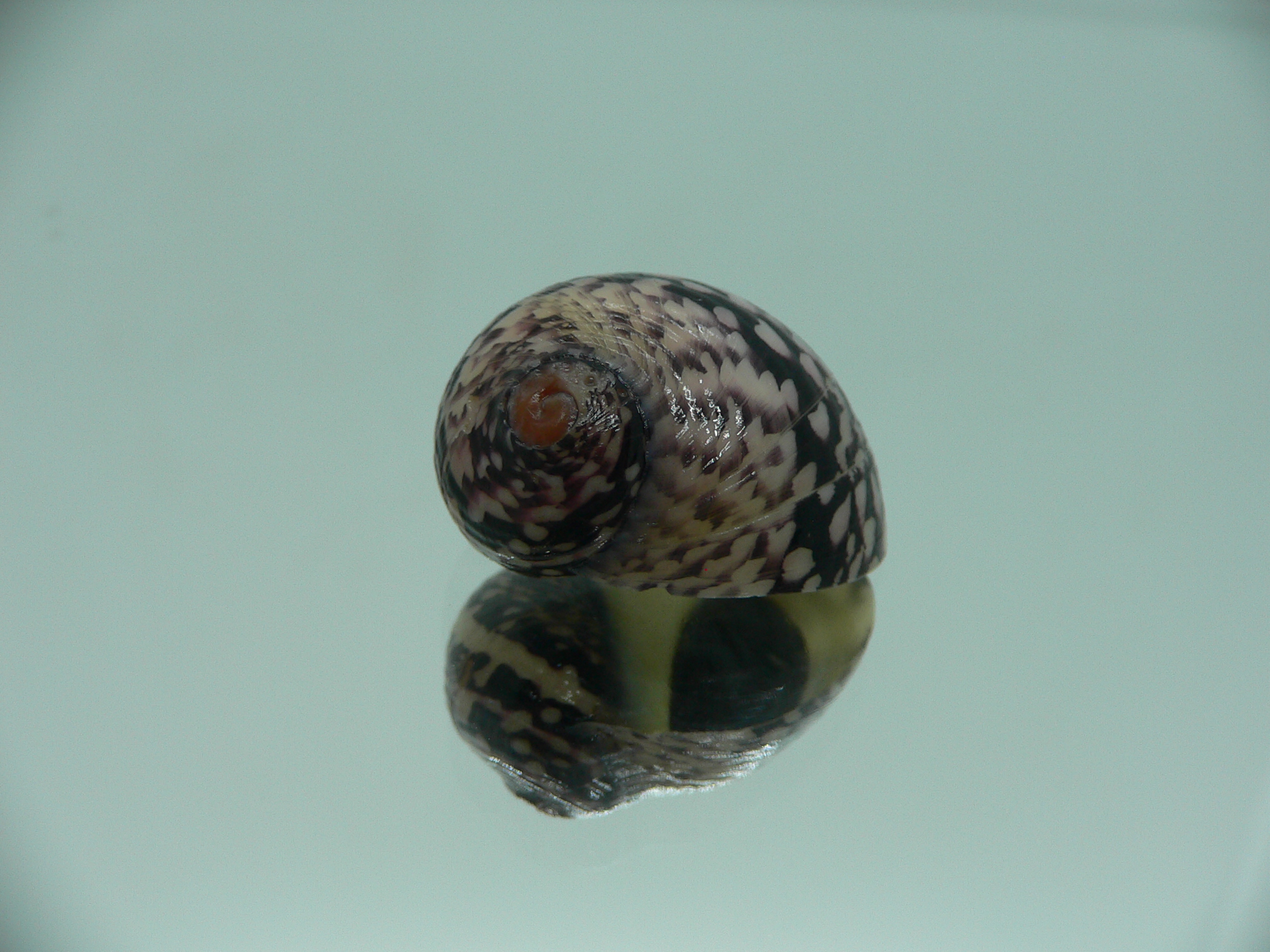 Neritodryas cornea SUPER & PHYTON COLOR