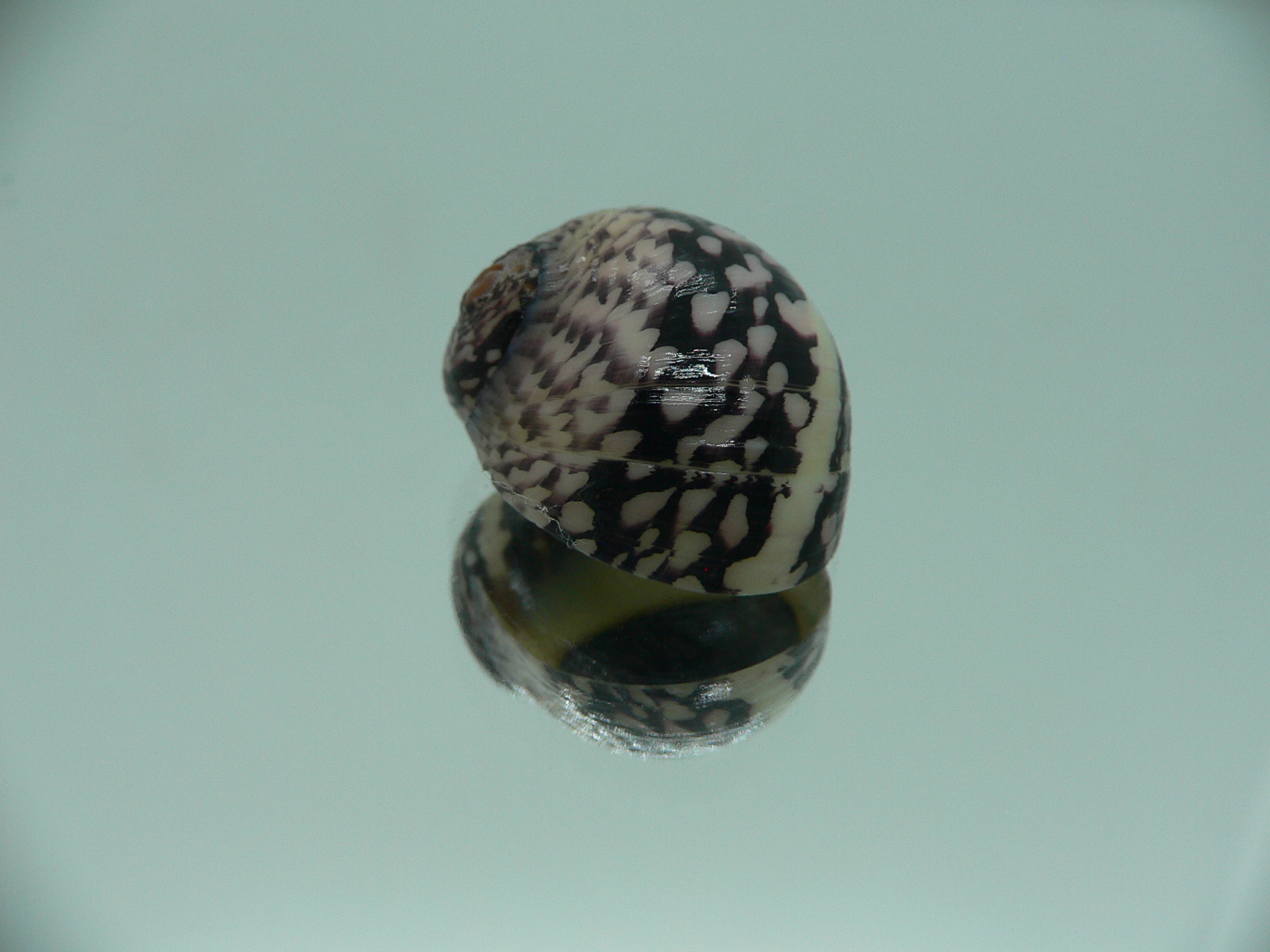 Neritodryas cornea SUPER & PHYTON COLOR