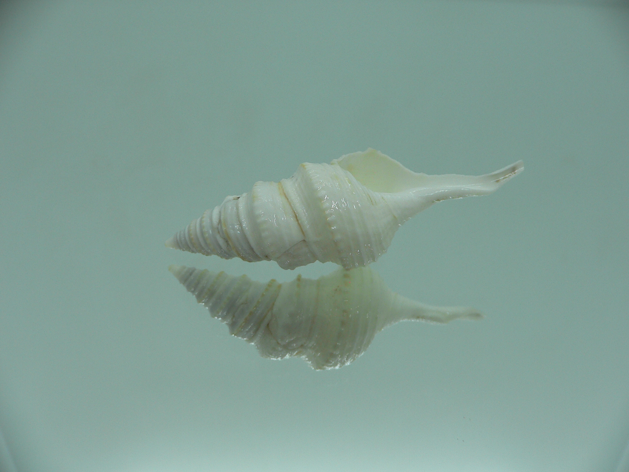 Gemmula spesiosa FREAK