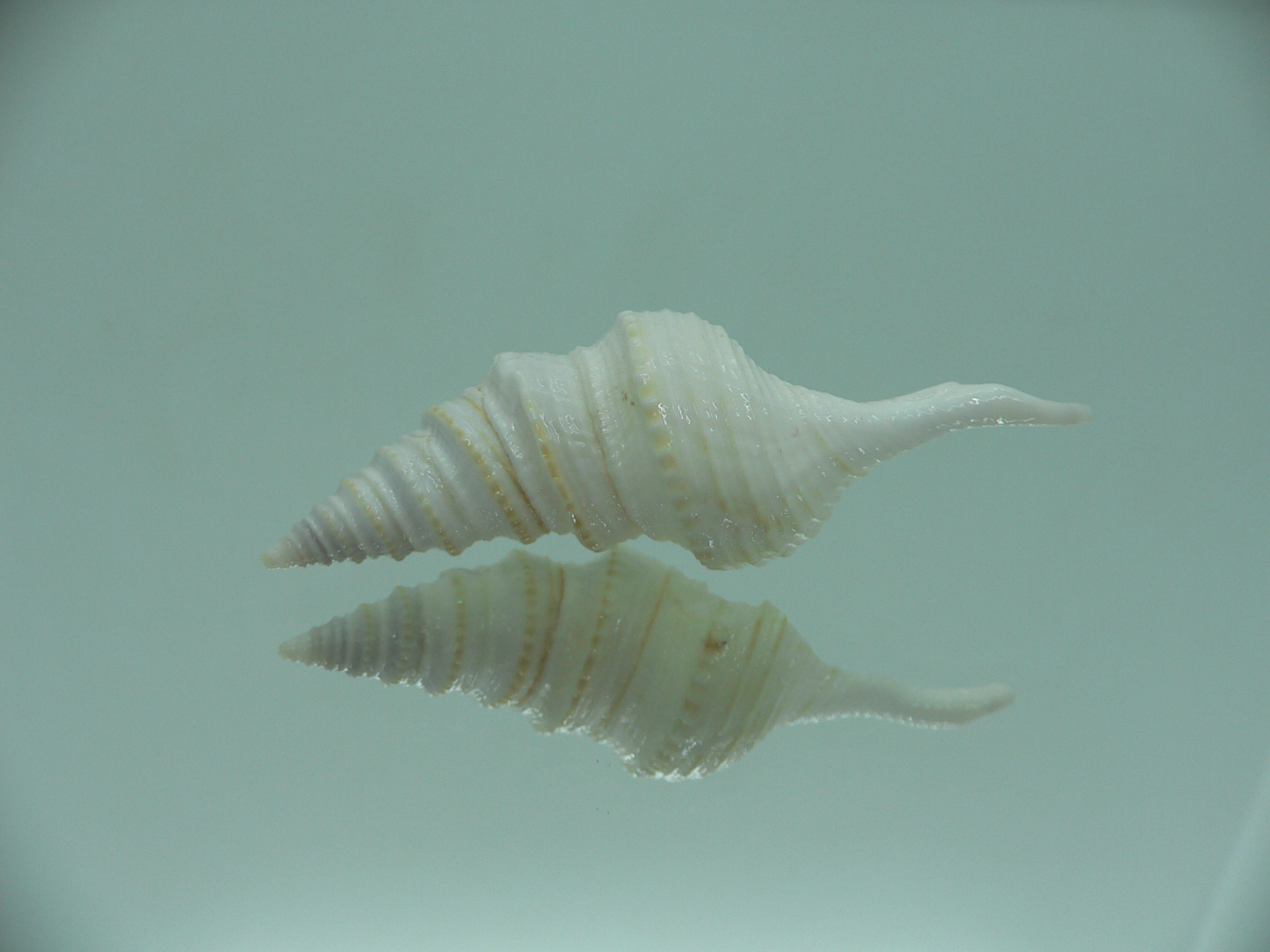 Gemmula spesiosa FREAK