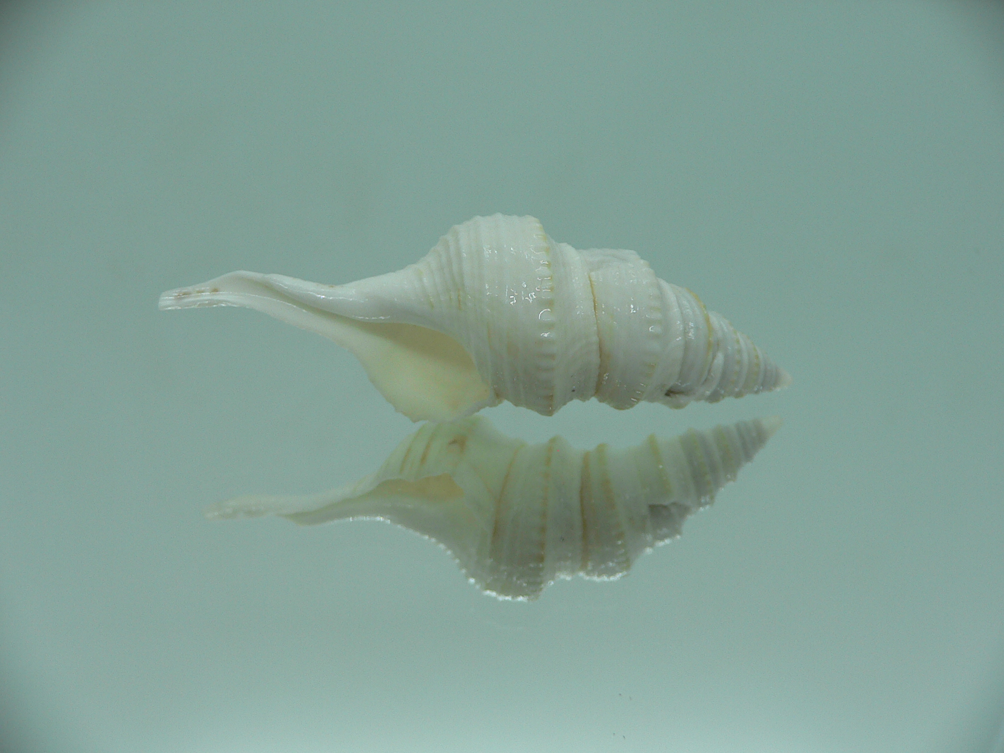 Gemmula spesiosa FREAK