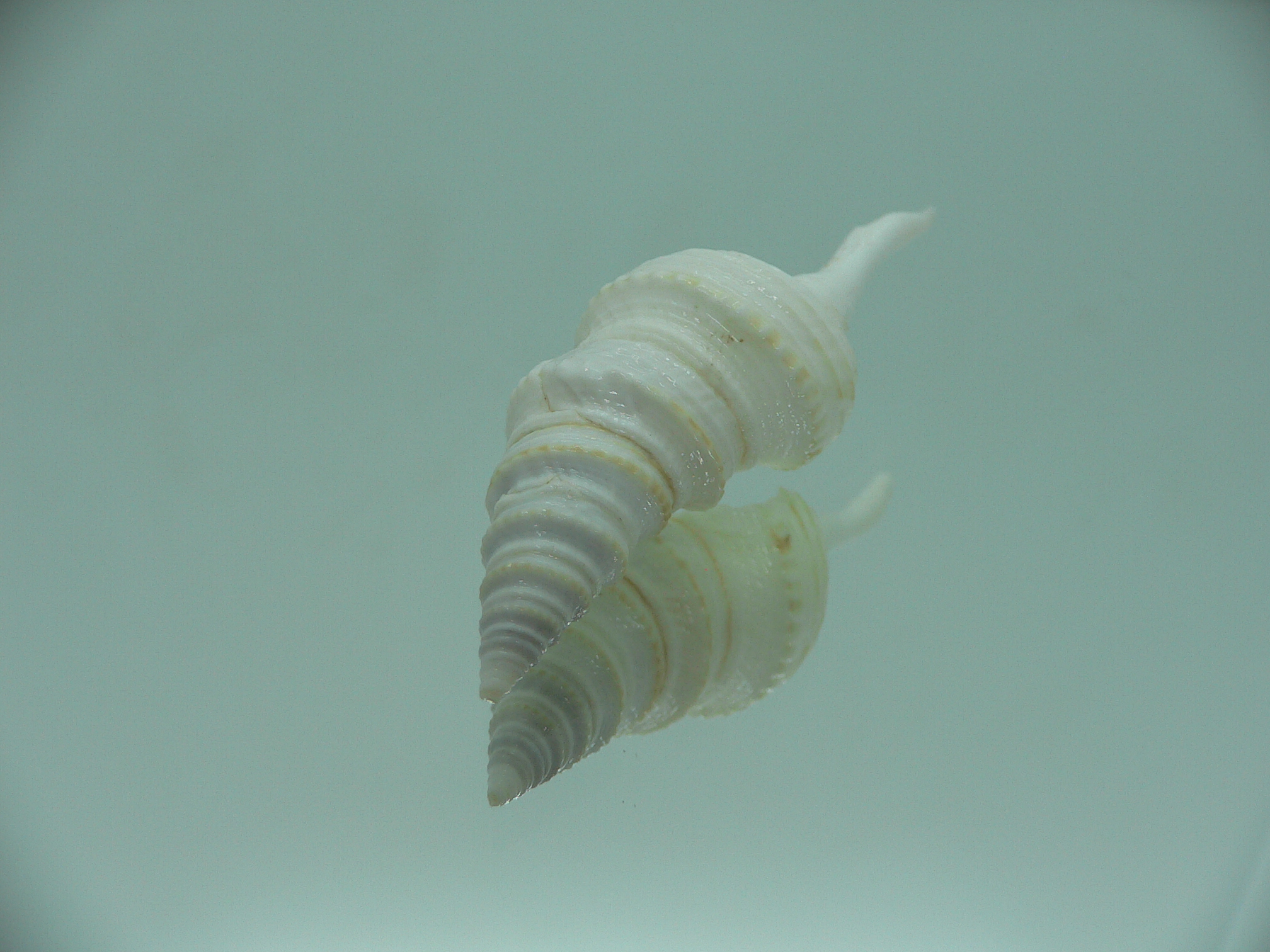 Gemmula spesiosa FREAK