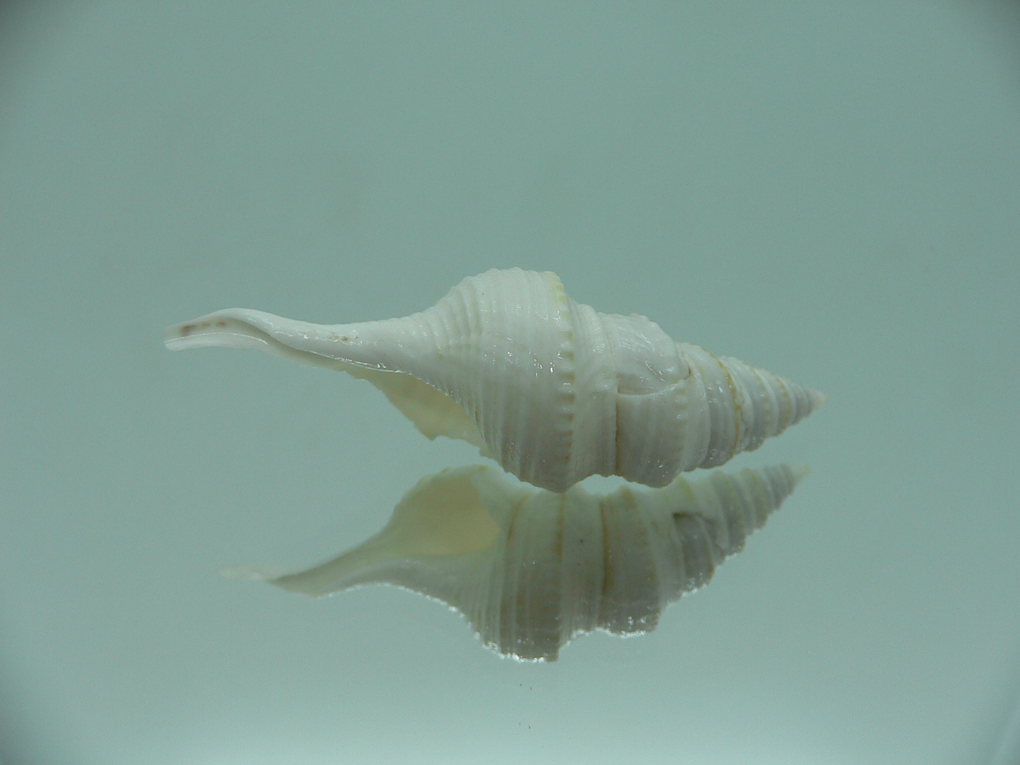 Gemmula spesiosa FREAK