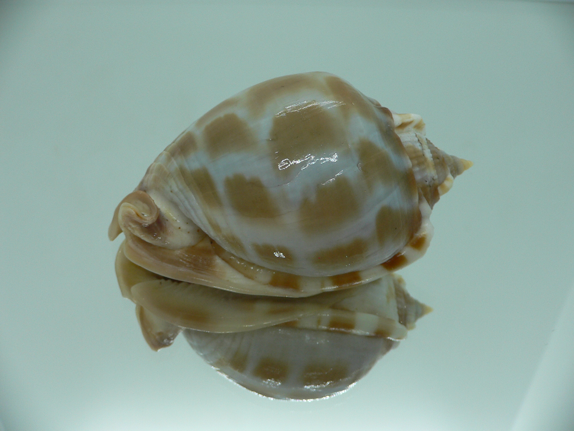 Phalium areola SUPER LIP