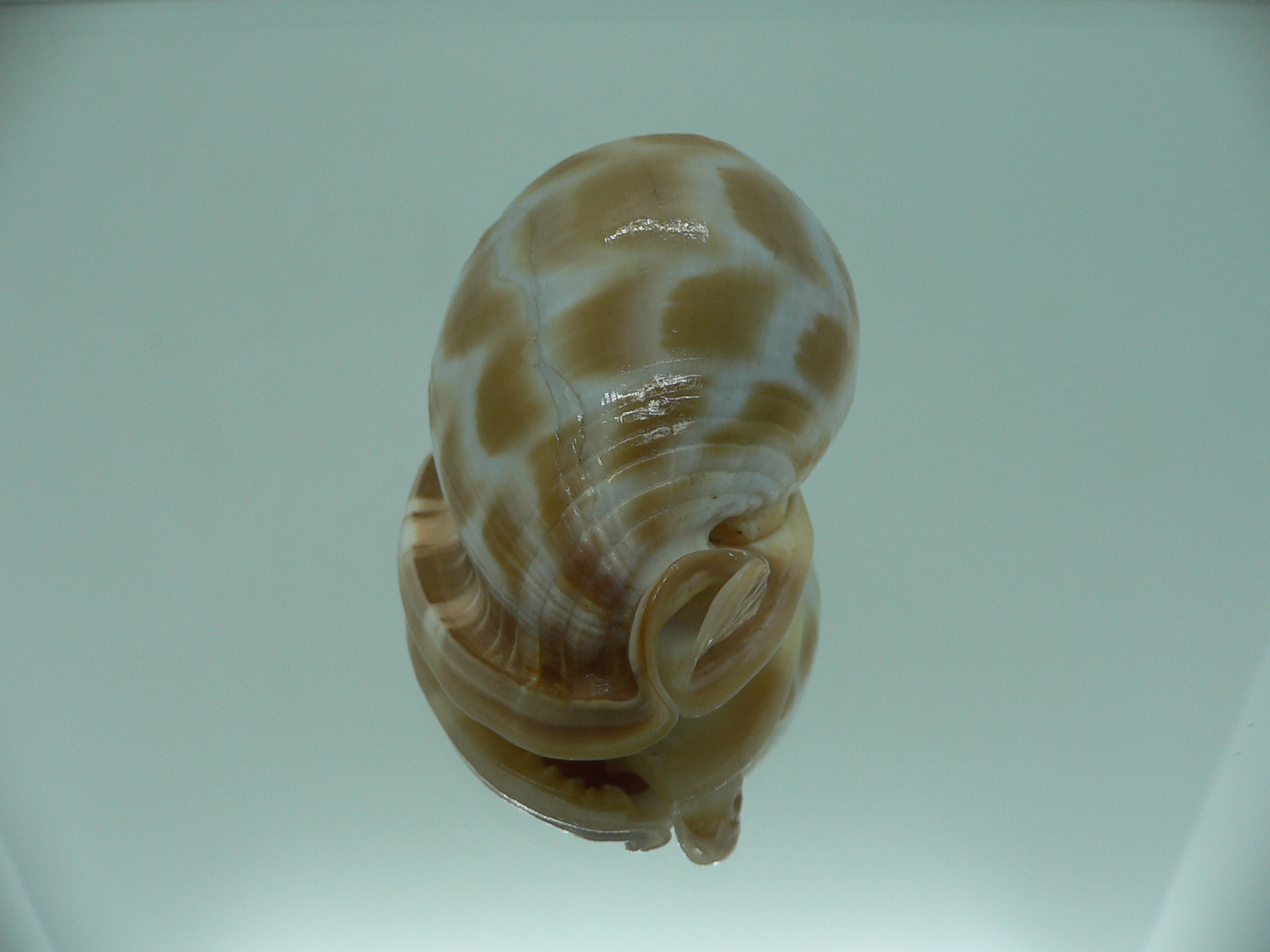 Phalium areola SUPER LIP
