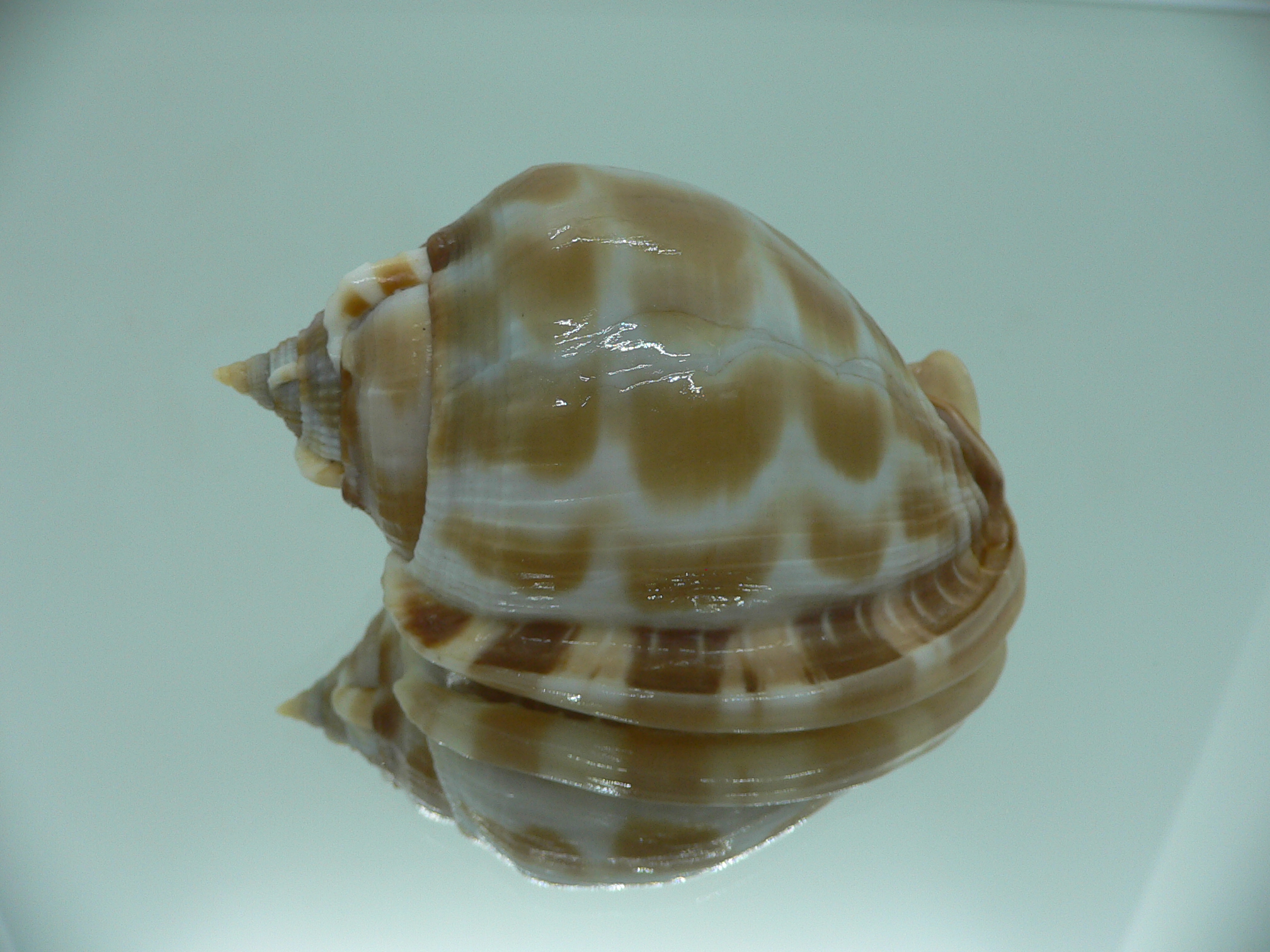 Phalium areola SUPER LIP