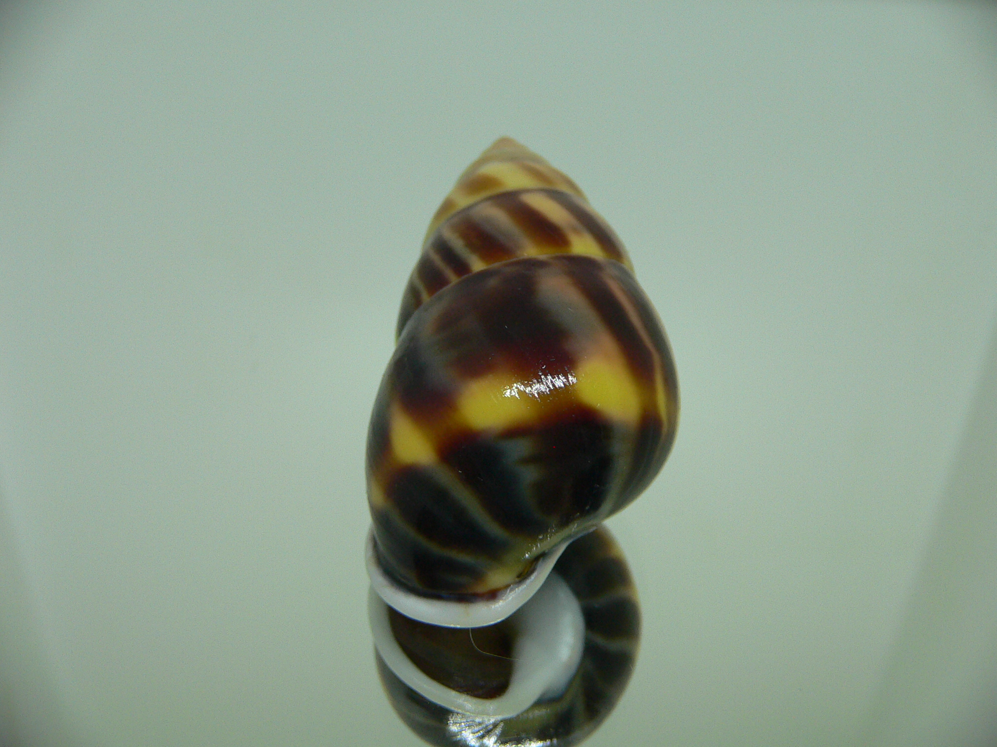 Amphidromus perversus melanoma IDEAL & BIG