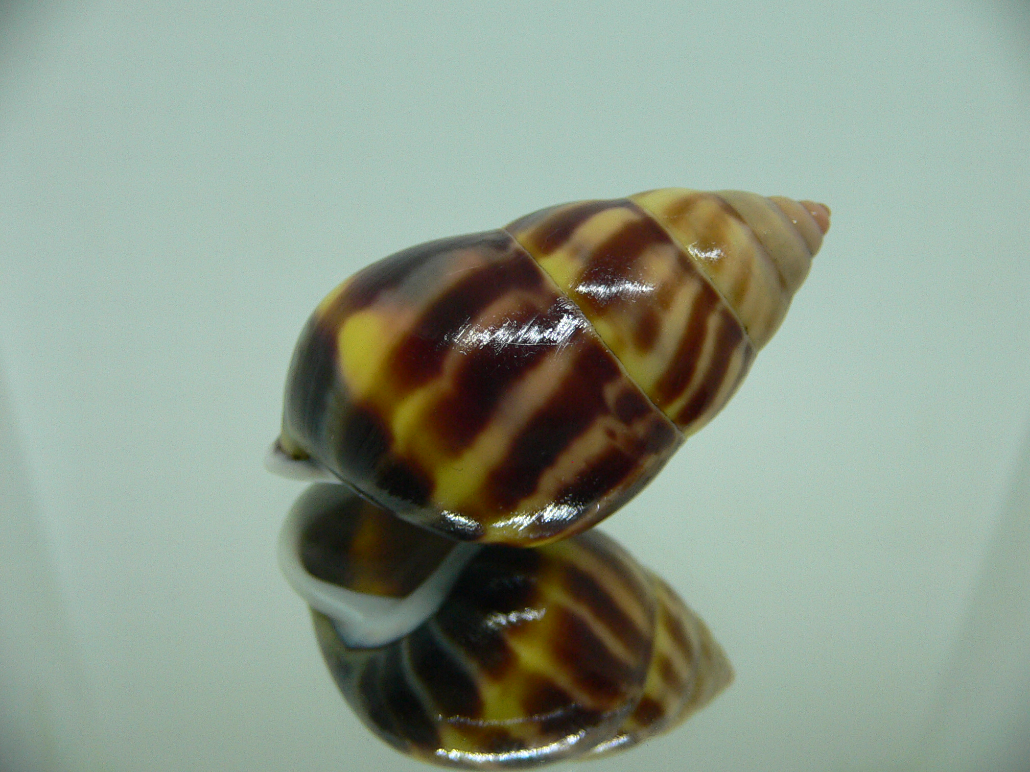 Amphidromus perversus melanoma IDEAL & BIG