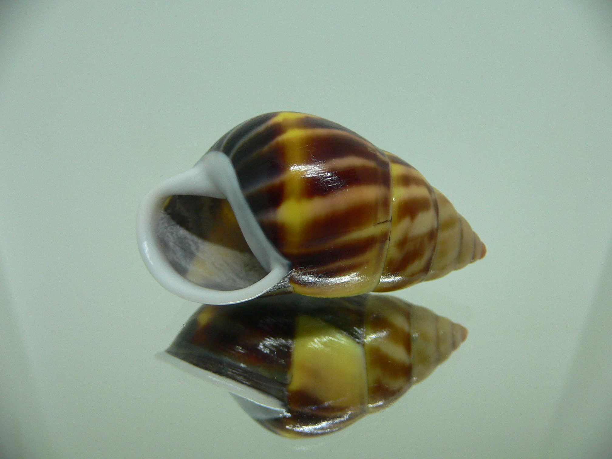 Amphidromus perversus melanoma IDEAL & BIG