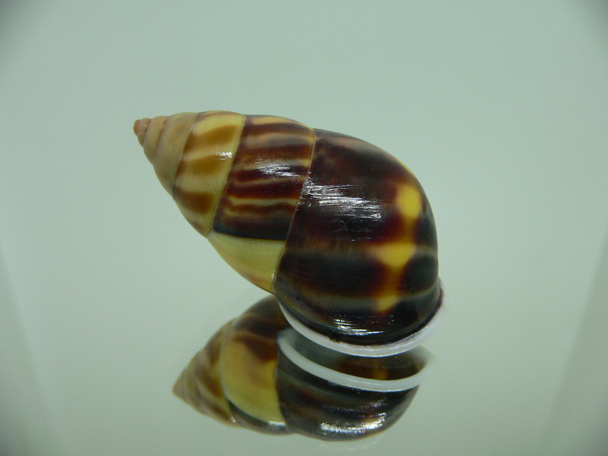 Amphidromus perversus melanoma IDEAL & BIG