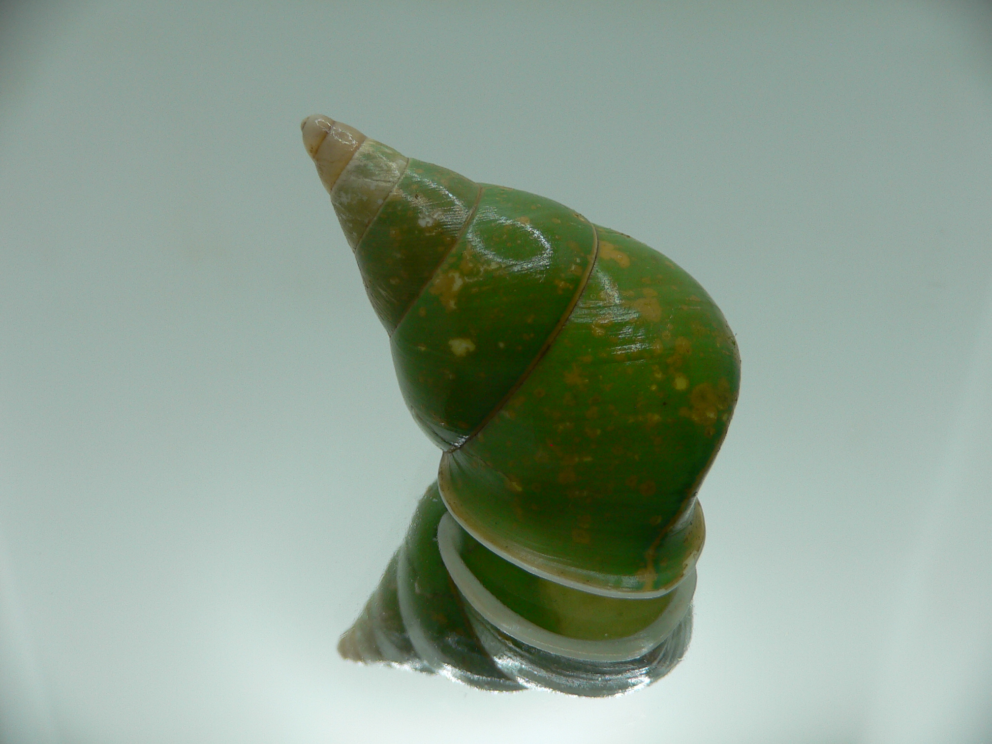 Papustyla pulcherrima VERY RARE ENDEMIC & BIG