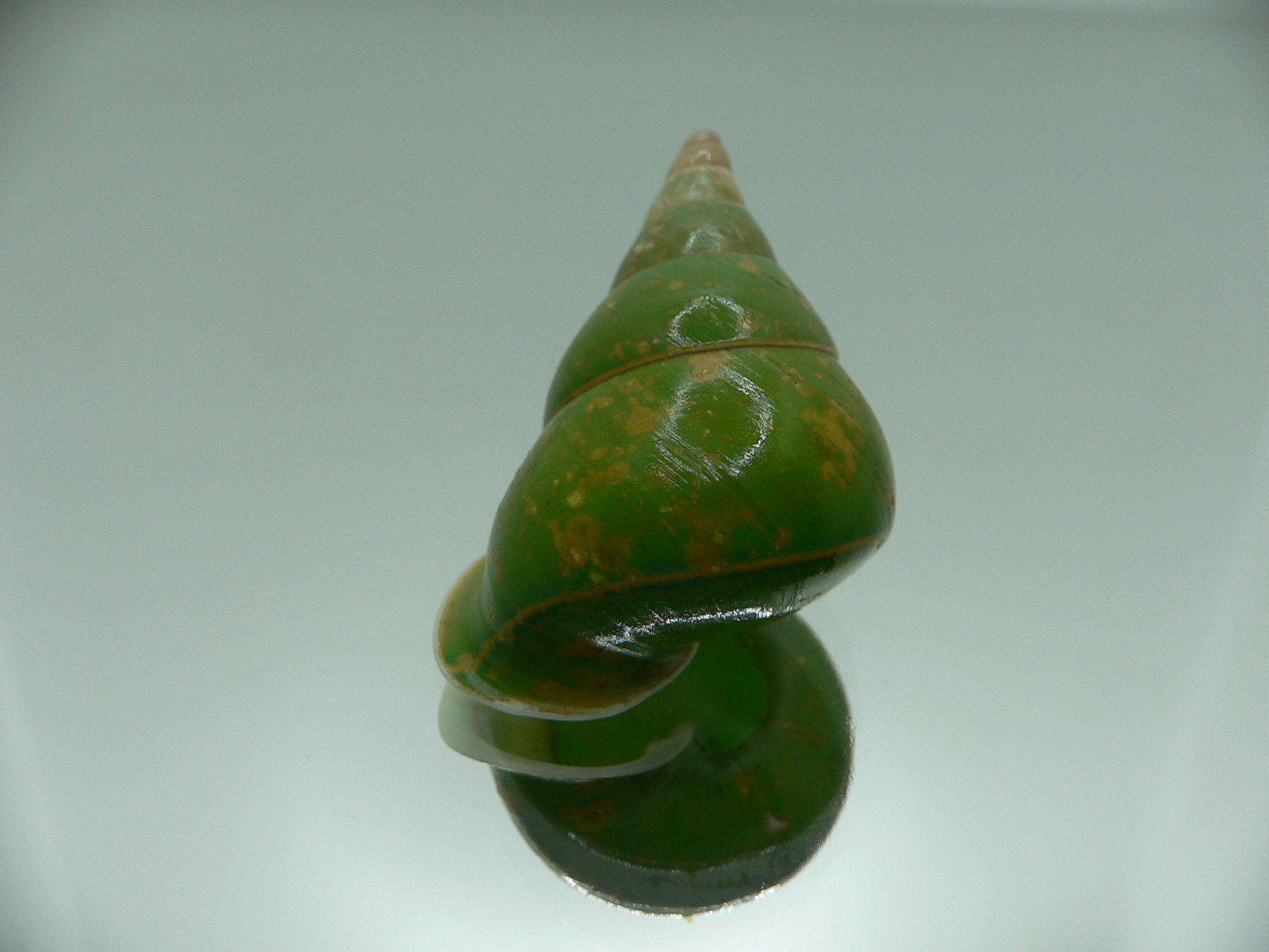 Papustyla pulcherrima VERY RARE ENDEMIC & BIG