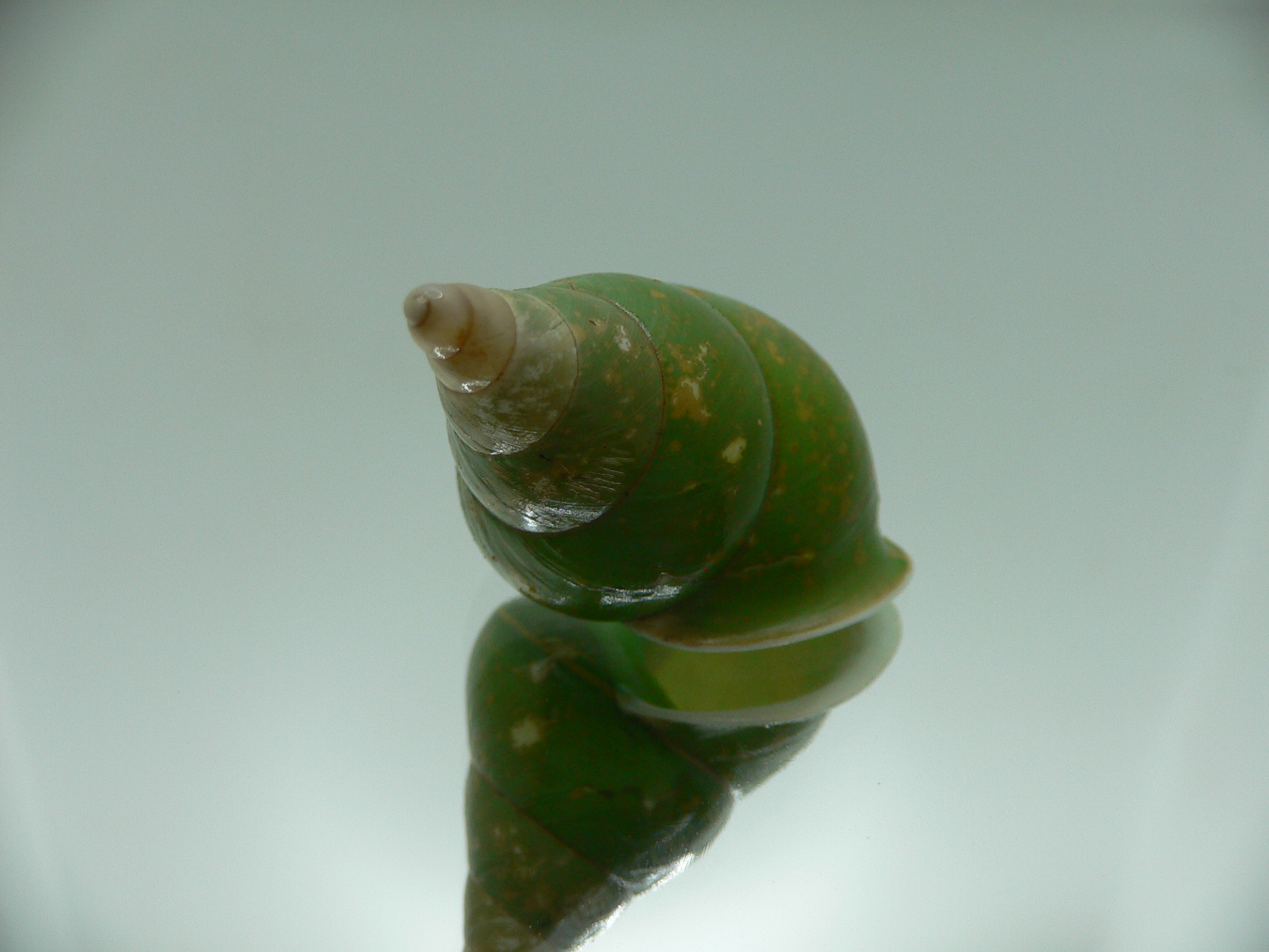 Papustyla pulcherrima VERY RARE ENDEMIC & BIG