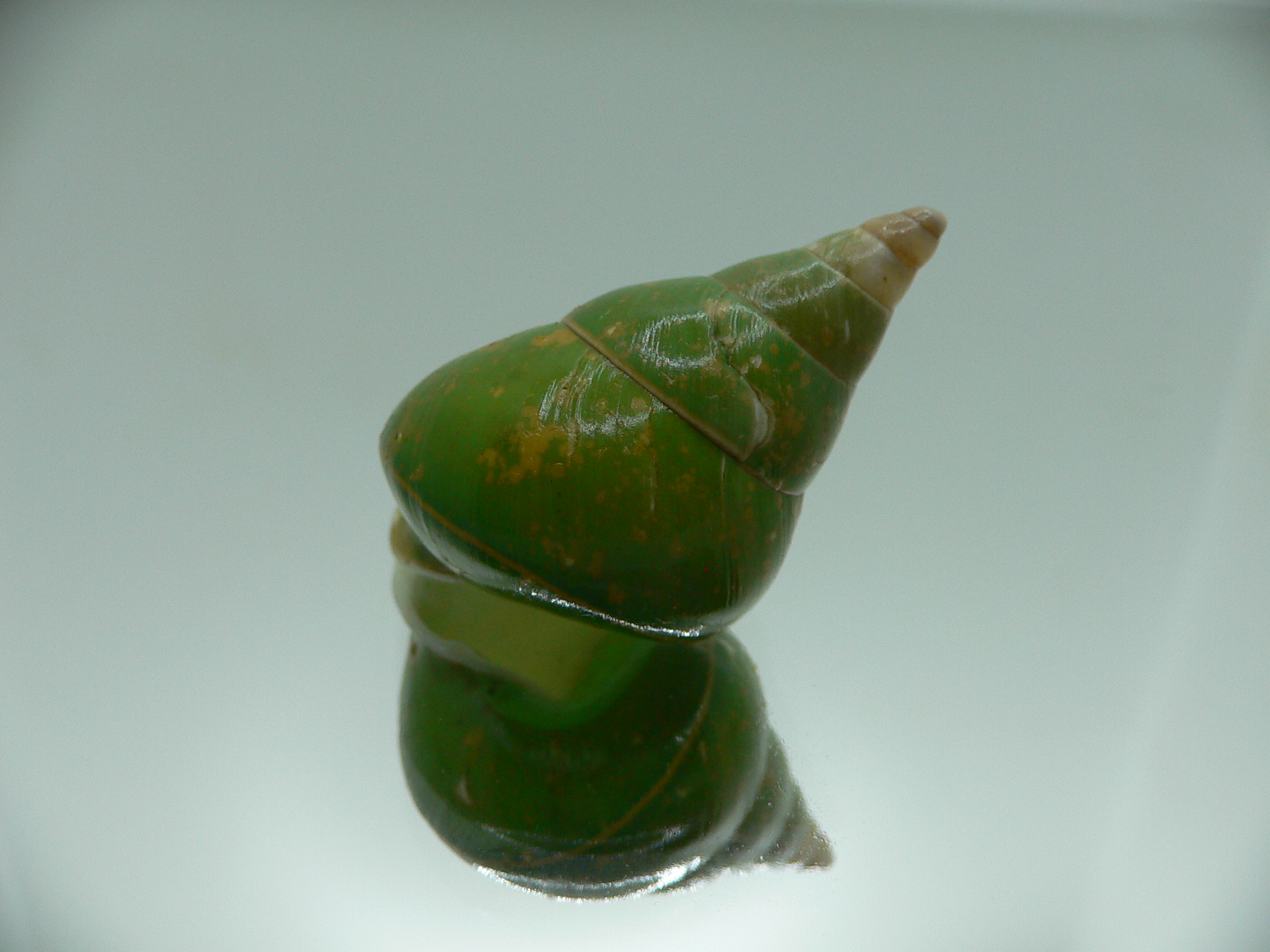 Papustyla pulcherrima VERY RARE ENDEMIC & BIG