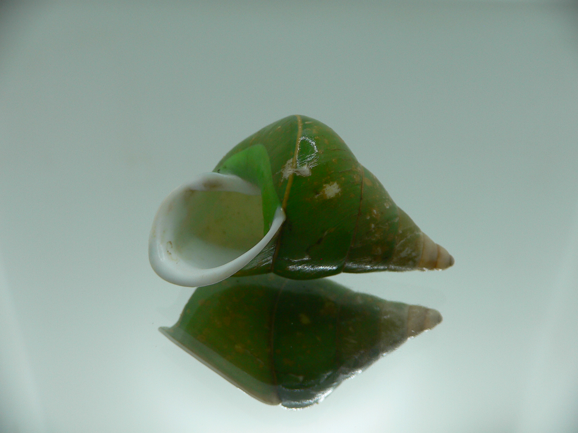 Papustyla pulcherrima VERY RARE ENDEMIC & BIG