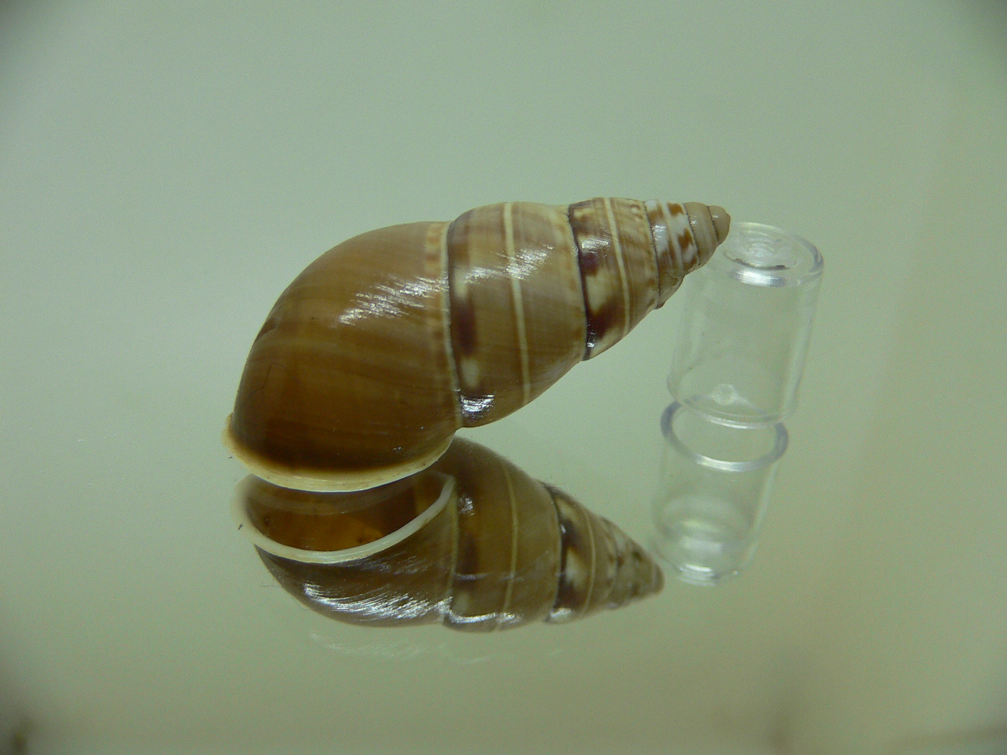 Amphidromus filozonatus SINISTRAL