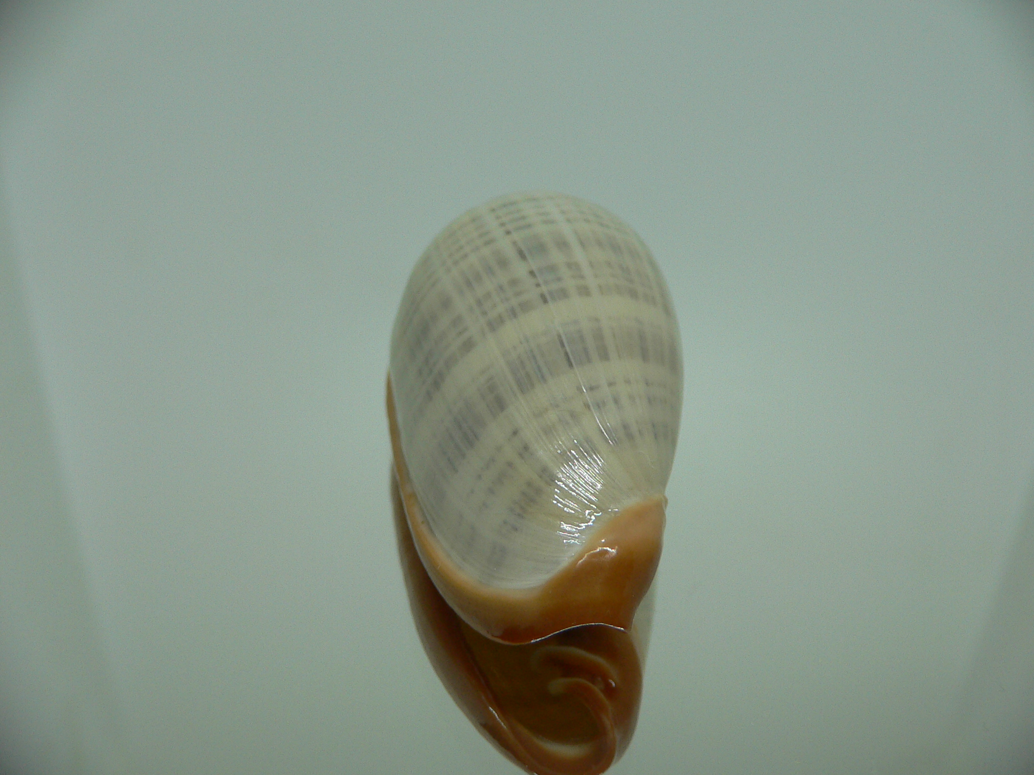 Cryptospira elegans STRIPES