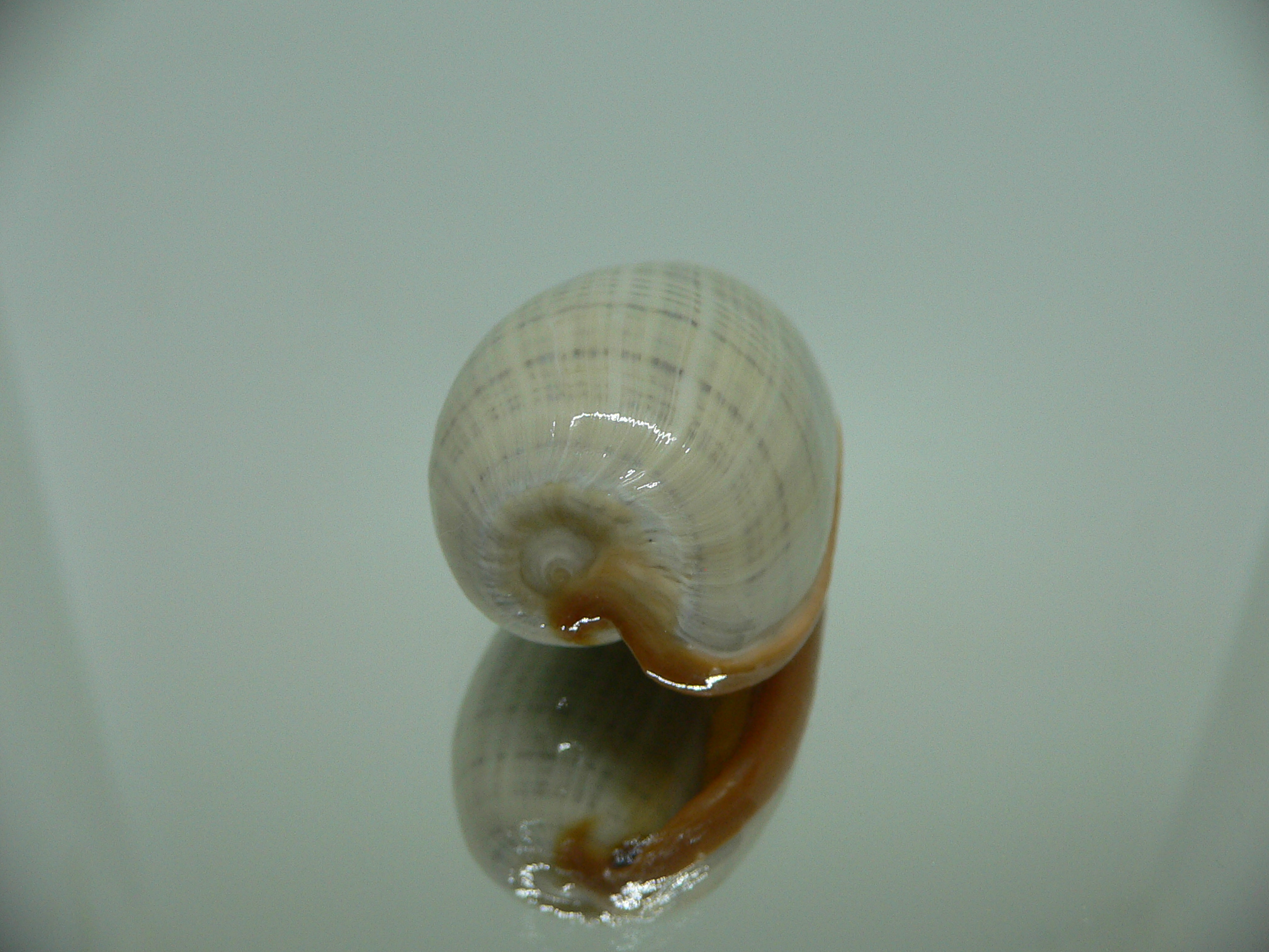 Cryptospira elegans STRIPES