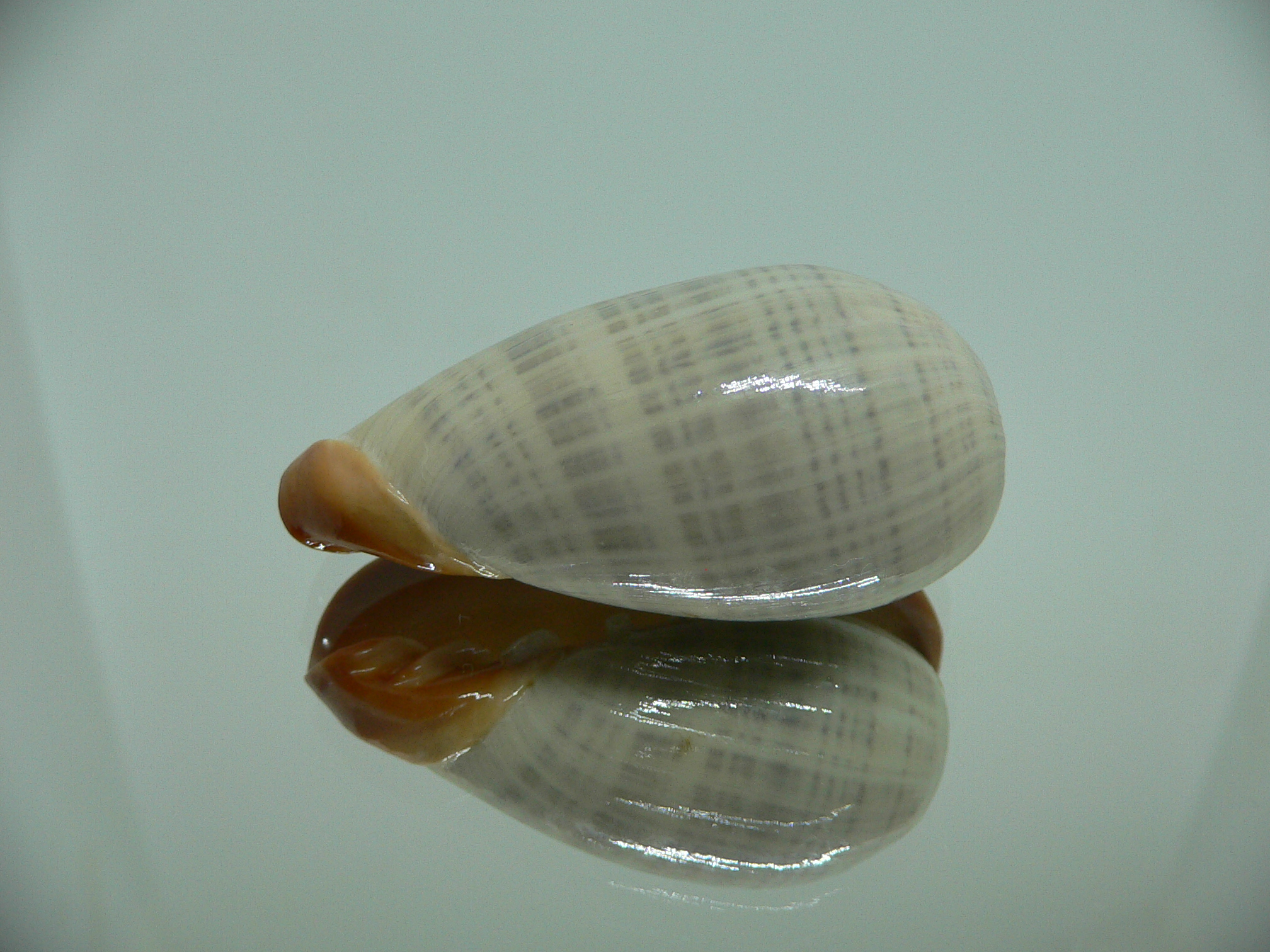 Cryptospira elegans STRIPES