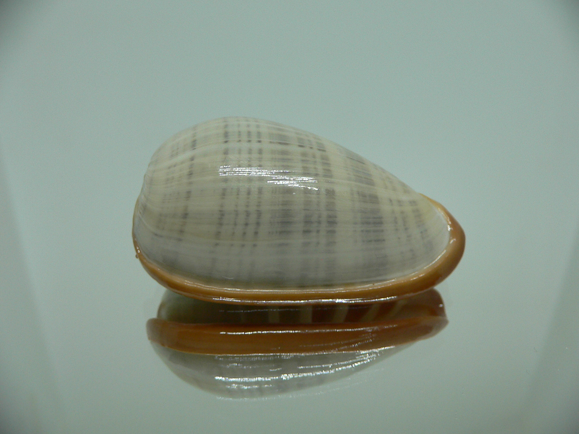 Cryptospira elegans STRIPES