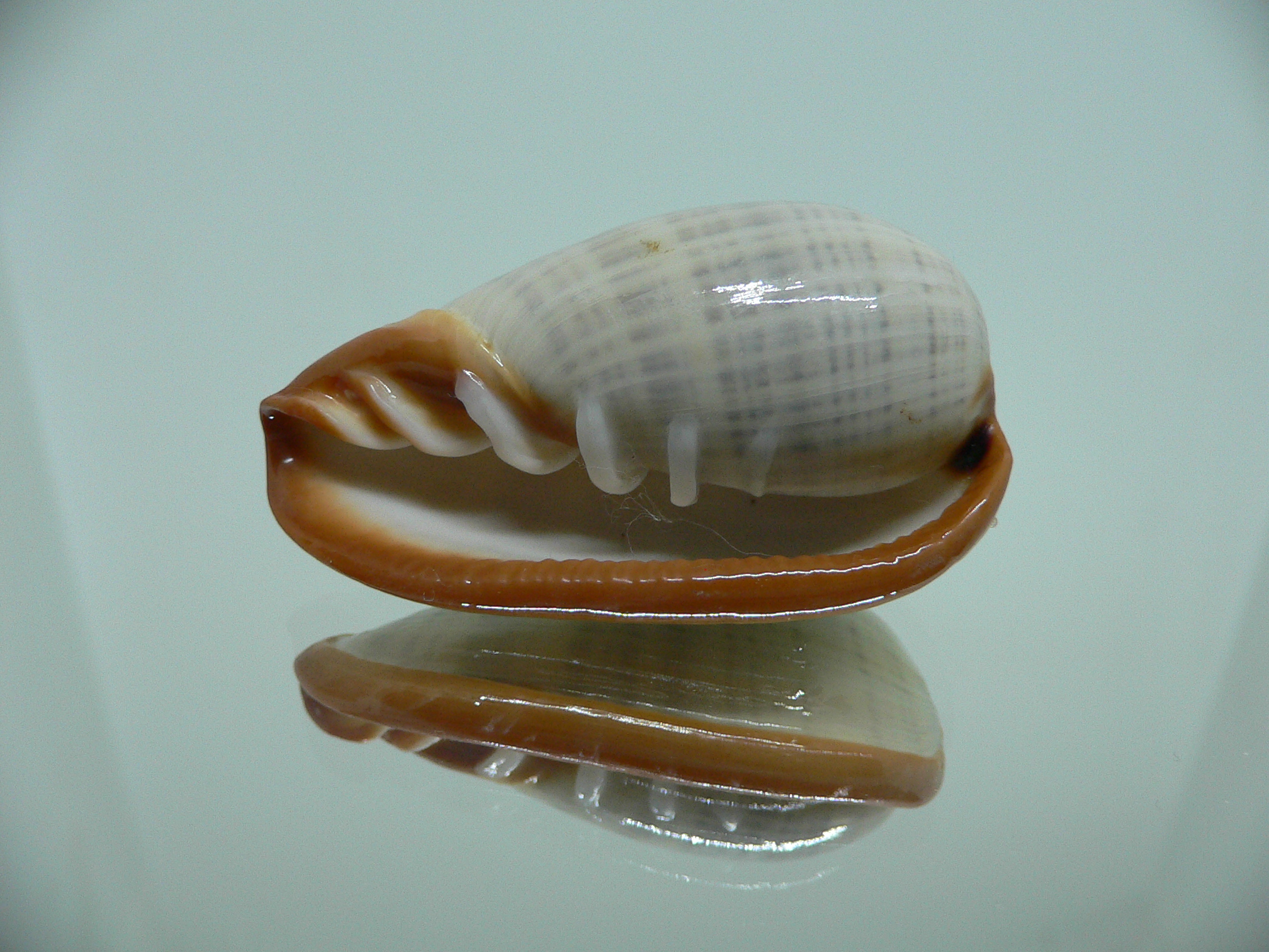 Cryptospira elegans STRIPES