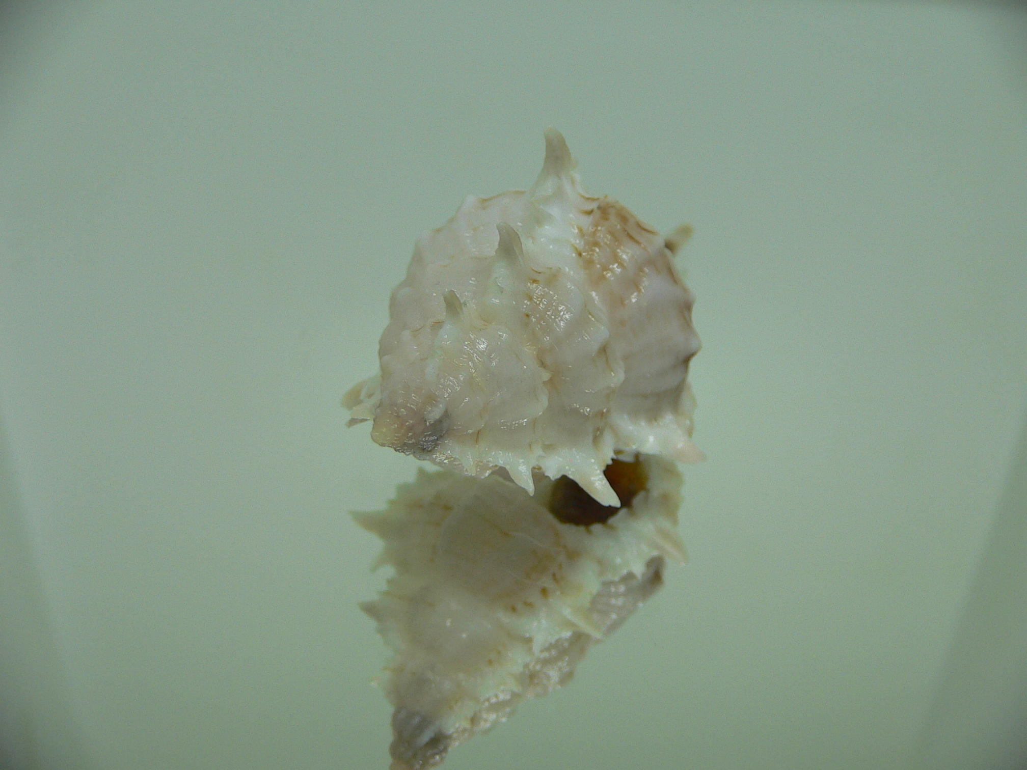 Vokesimurex cf. kiiensis nagaidesu (var.) CHINA FORM