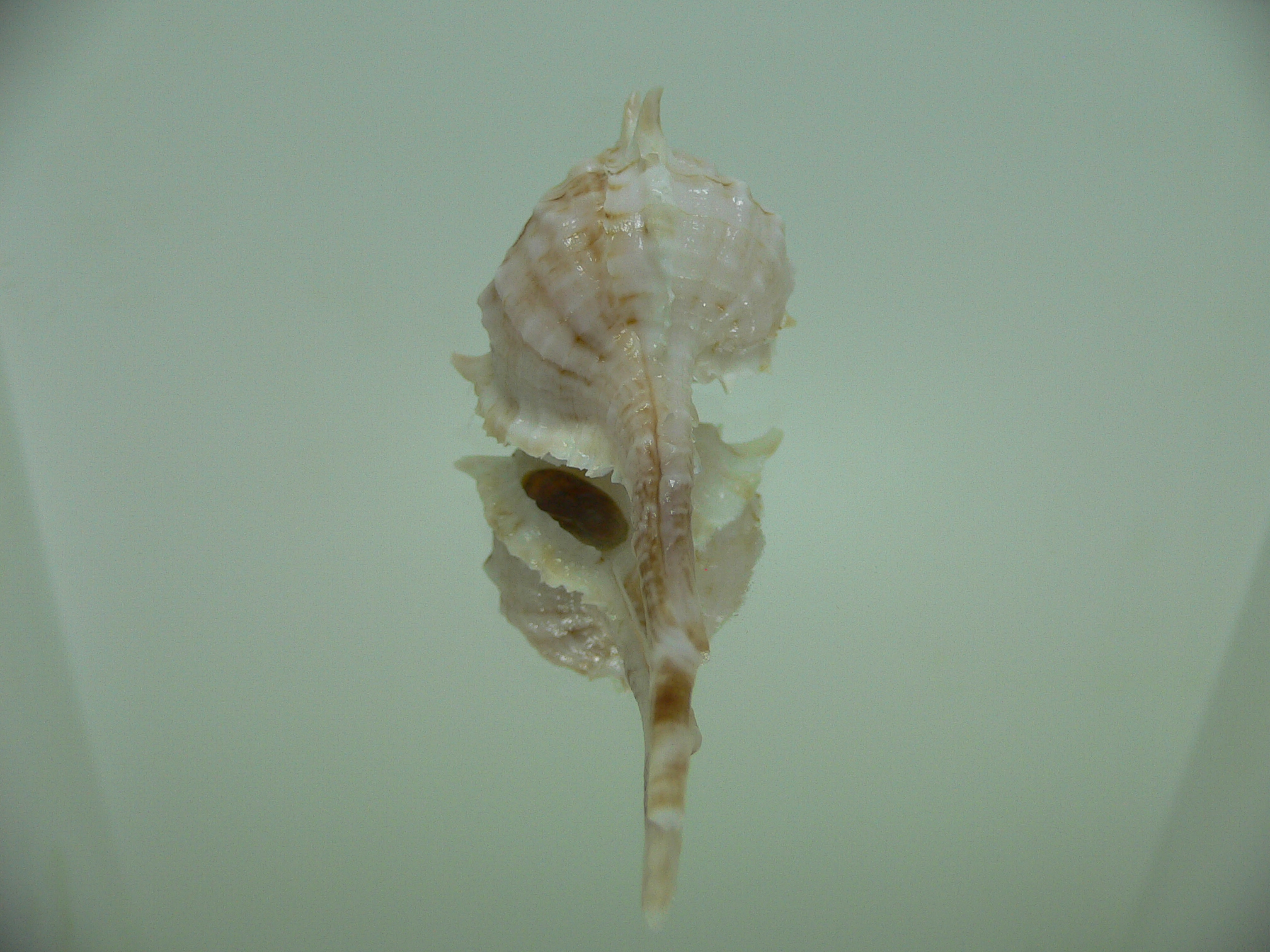 Vokesimurex cf. kiiensis nagaidesu (var.) CHINA FORM